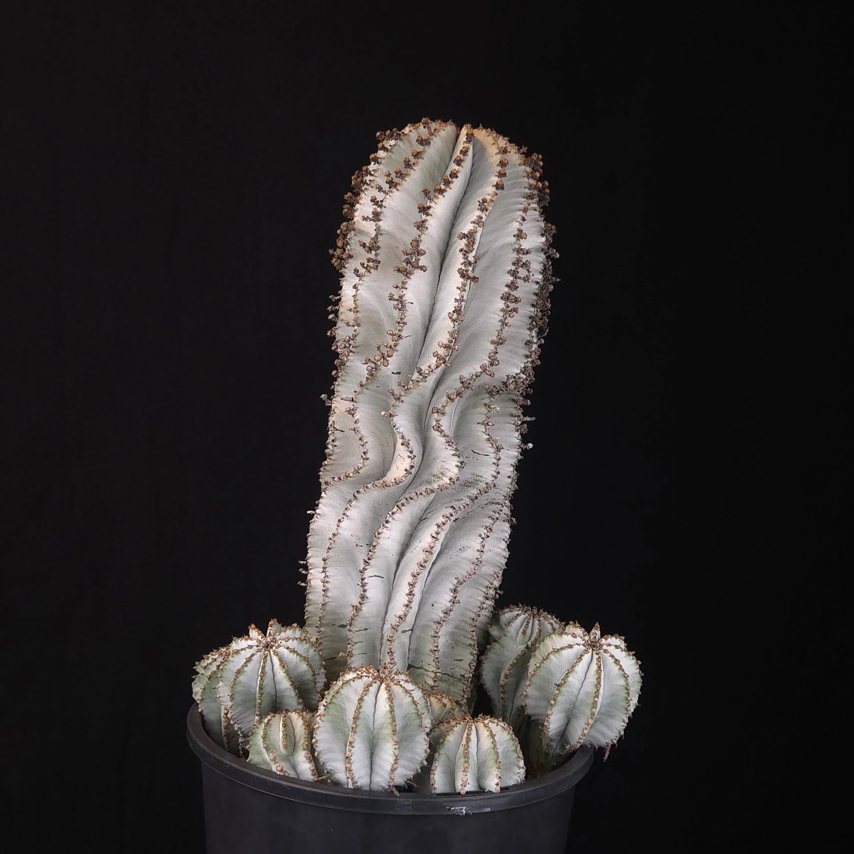 Euphorbia polygona 'Snowflake' (WA Prohibited) - Image 3