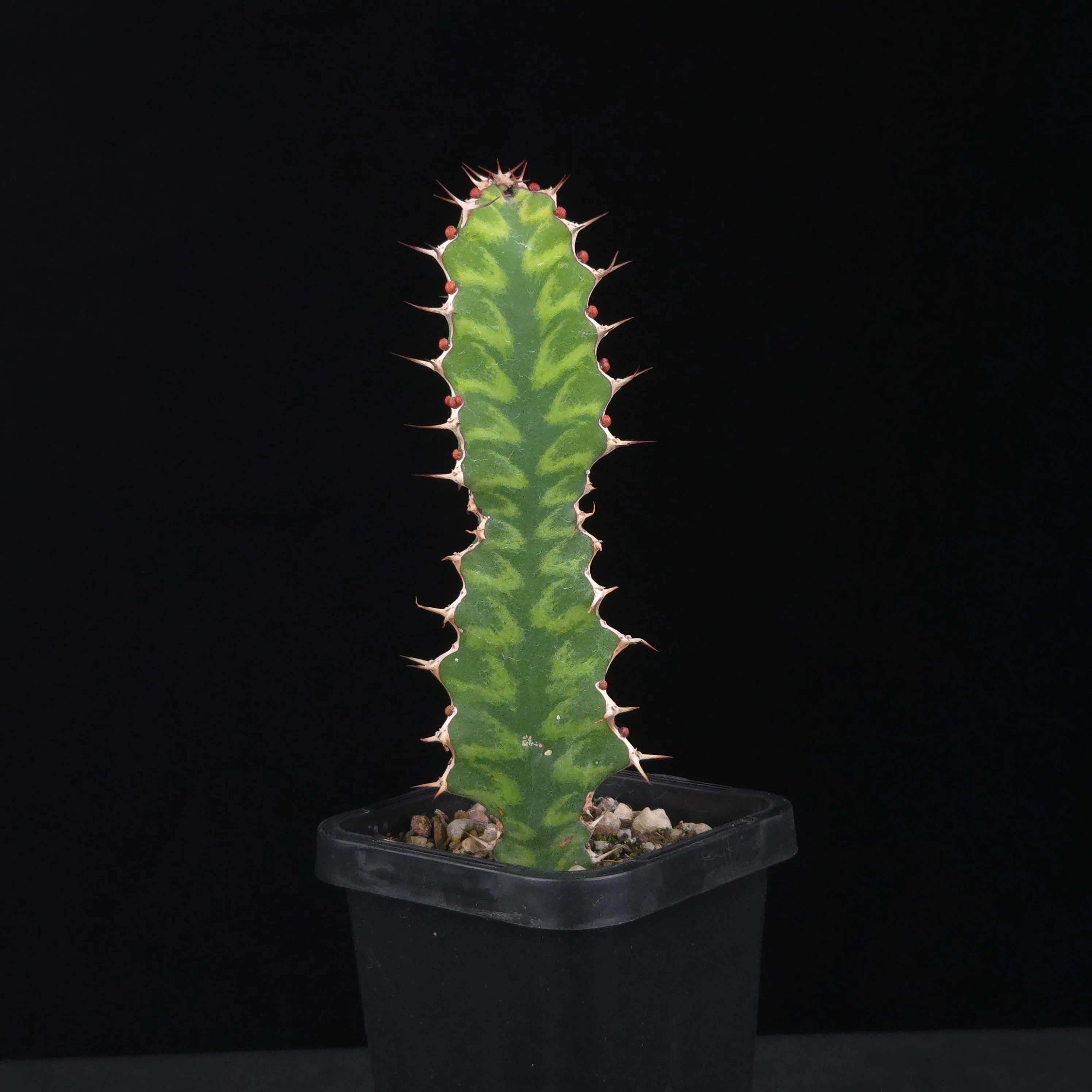 Euphorbia pseudocactus (WA Prohibited) - Image 2