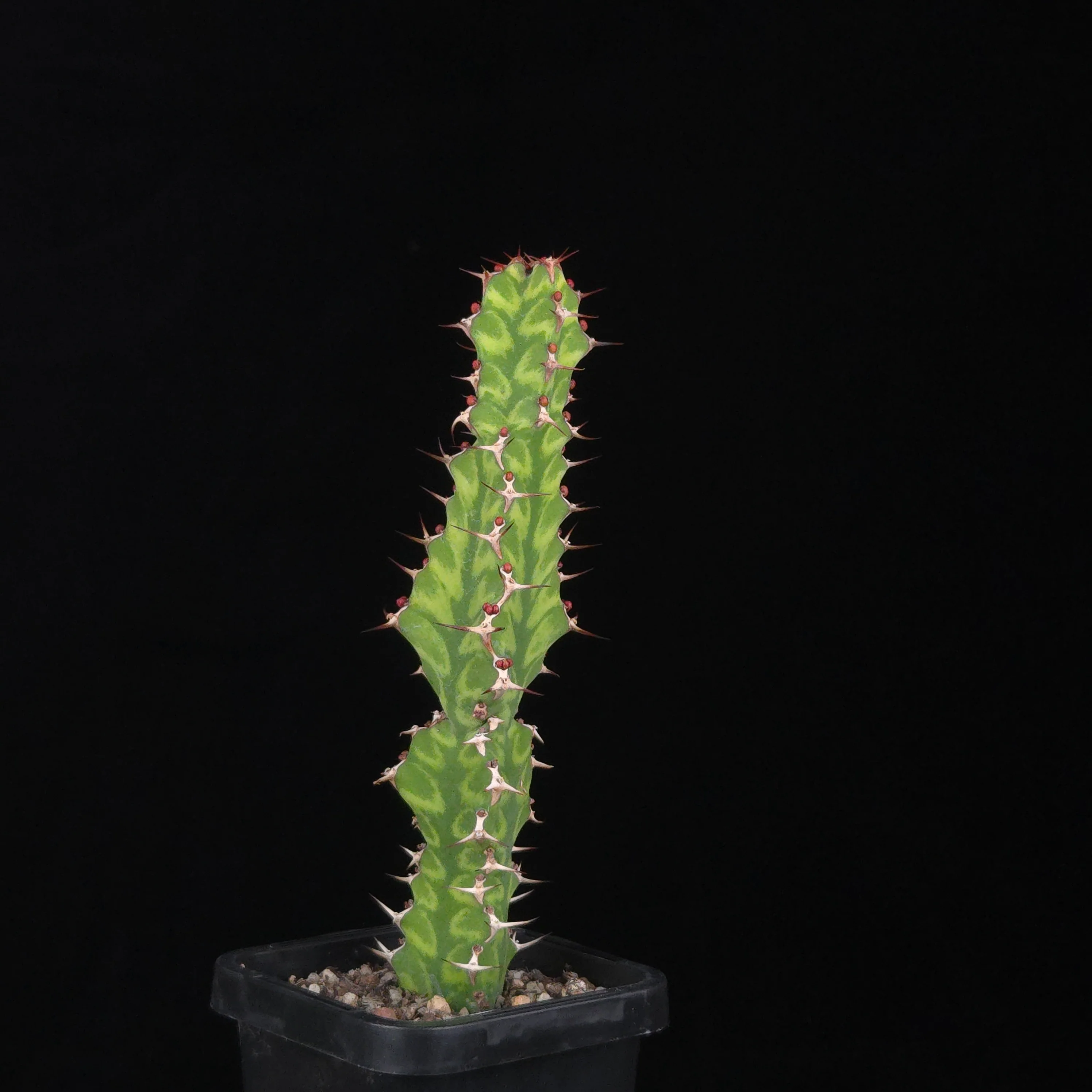 Euphorbia pseudocactus (WA Prohibited) - Image 3