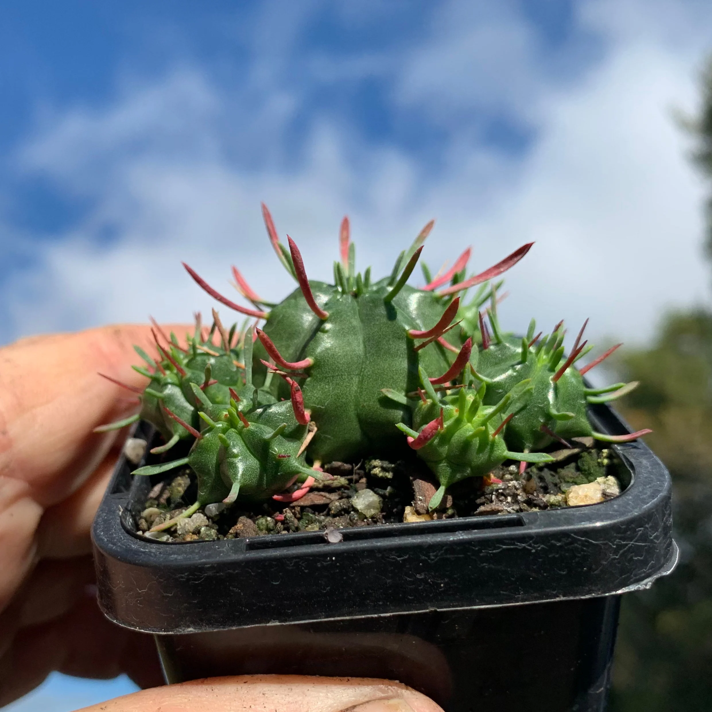 Euphorbia pulvinata (WA Prohibited) - Image 7