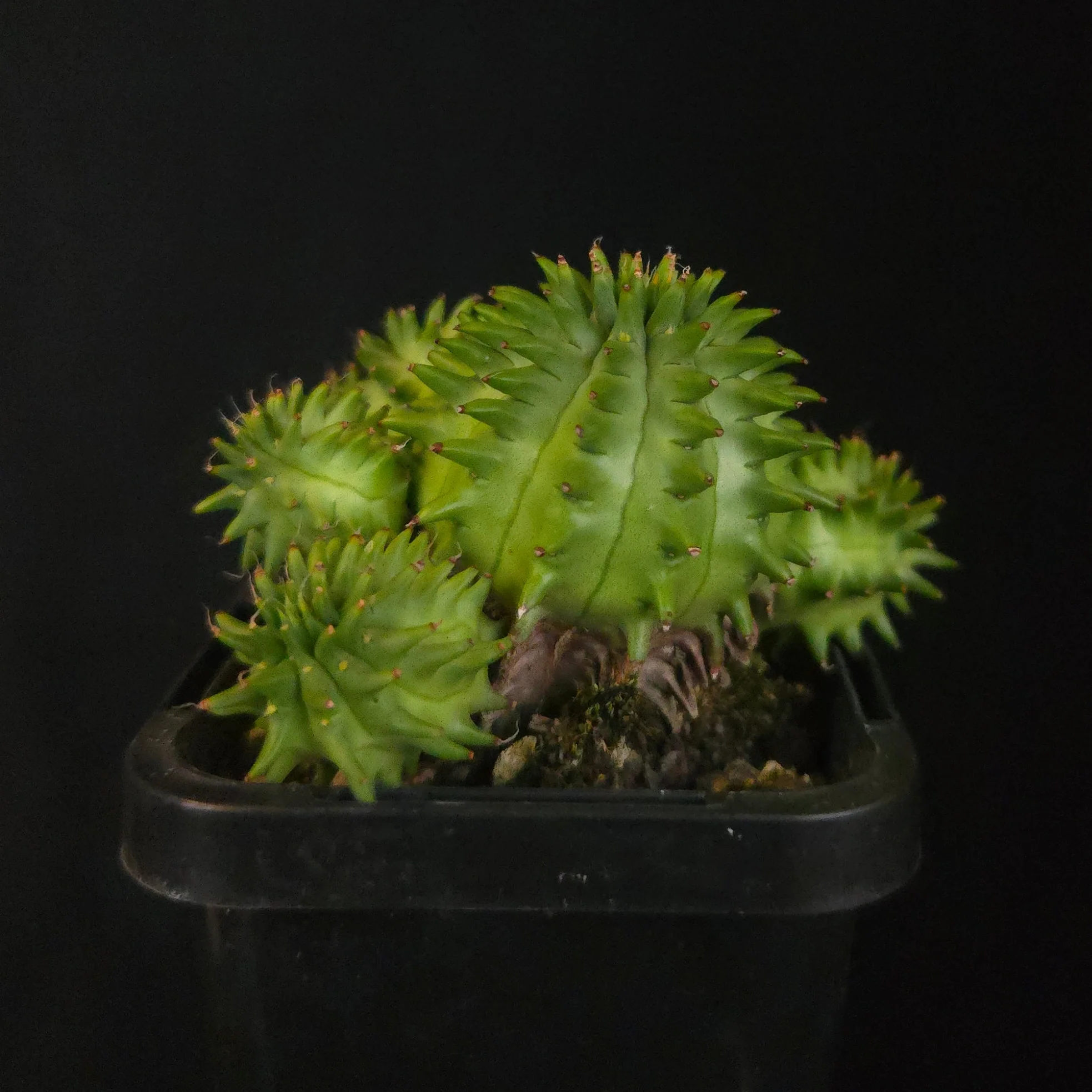 Euphorbia suzannae