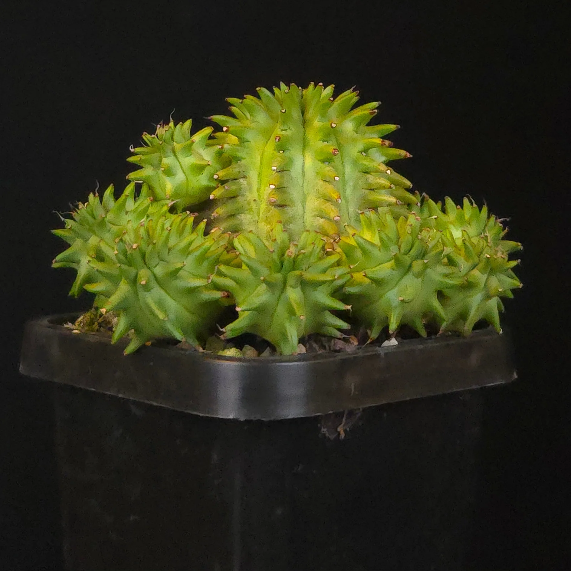 Euphorbia suzannae - Image 2