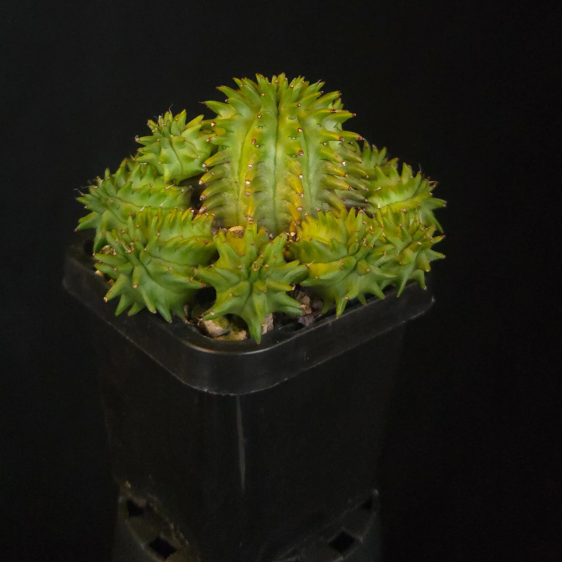 Euphorbia suzannae - Image 3