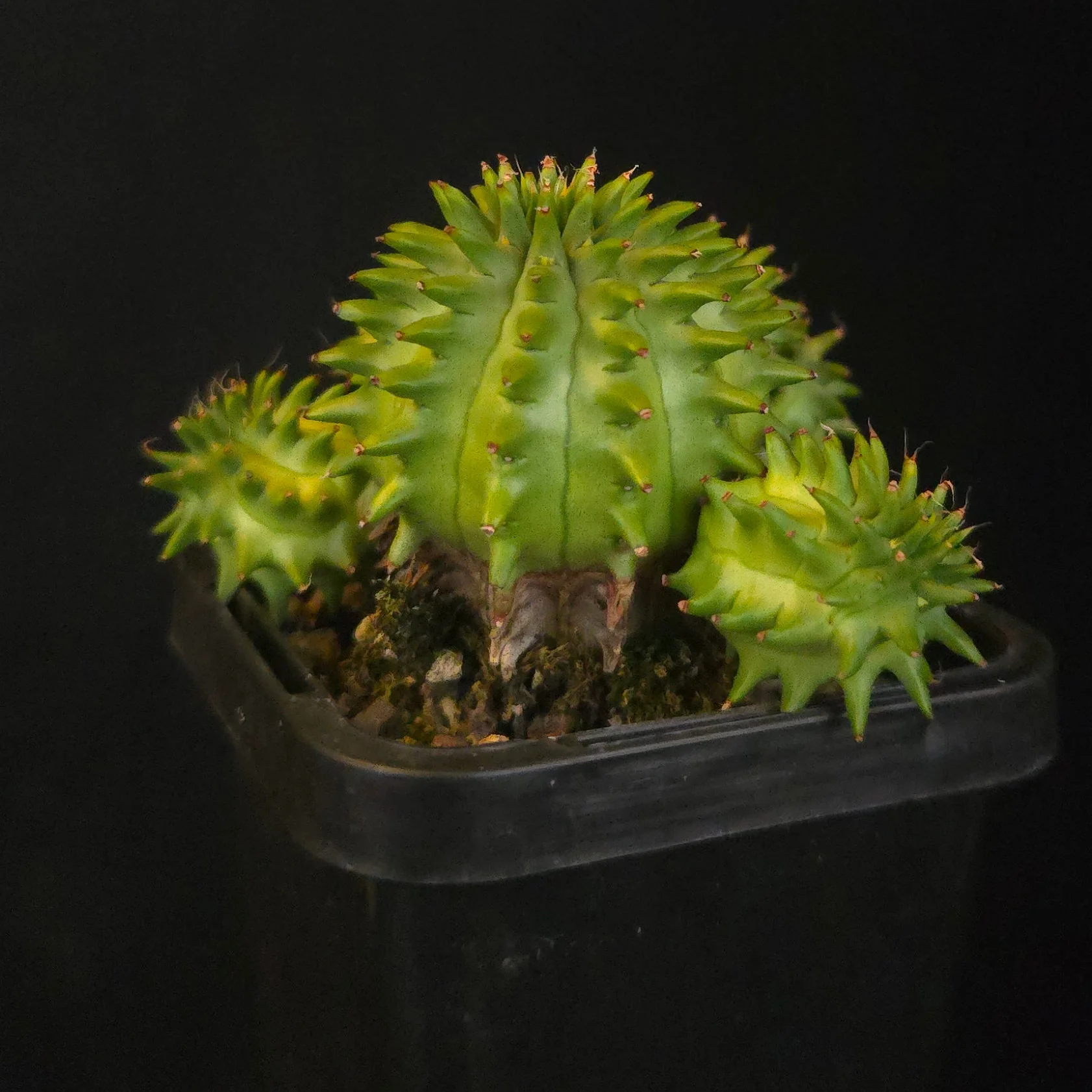 Euphorbia suzannae - Image 4