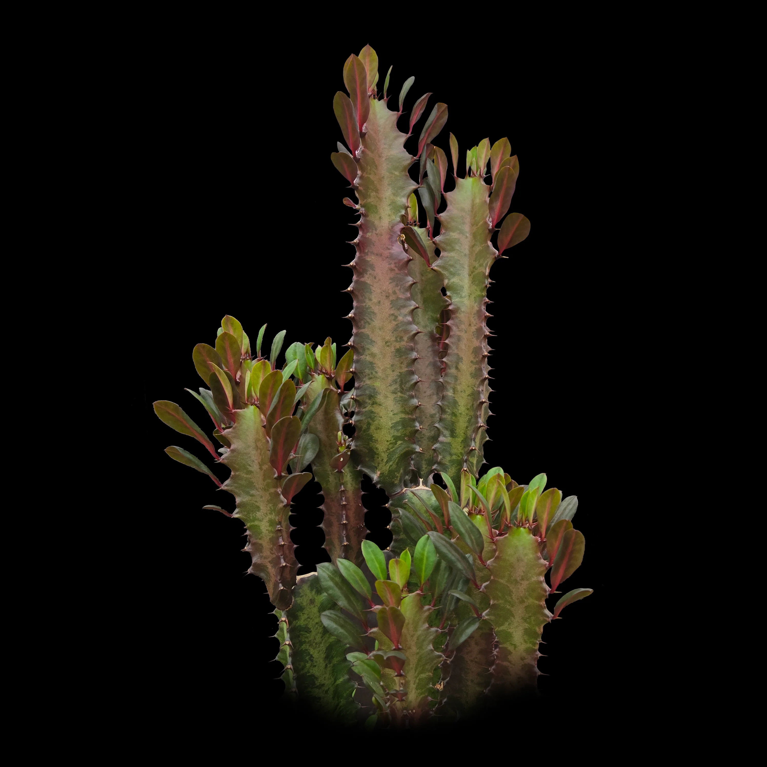 Euphorbia trigona 'Red Form' - African Milk Tree (WA Prohibited)