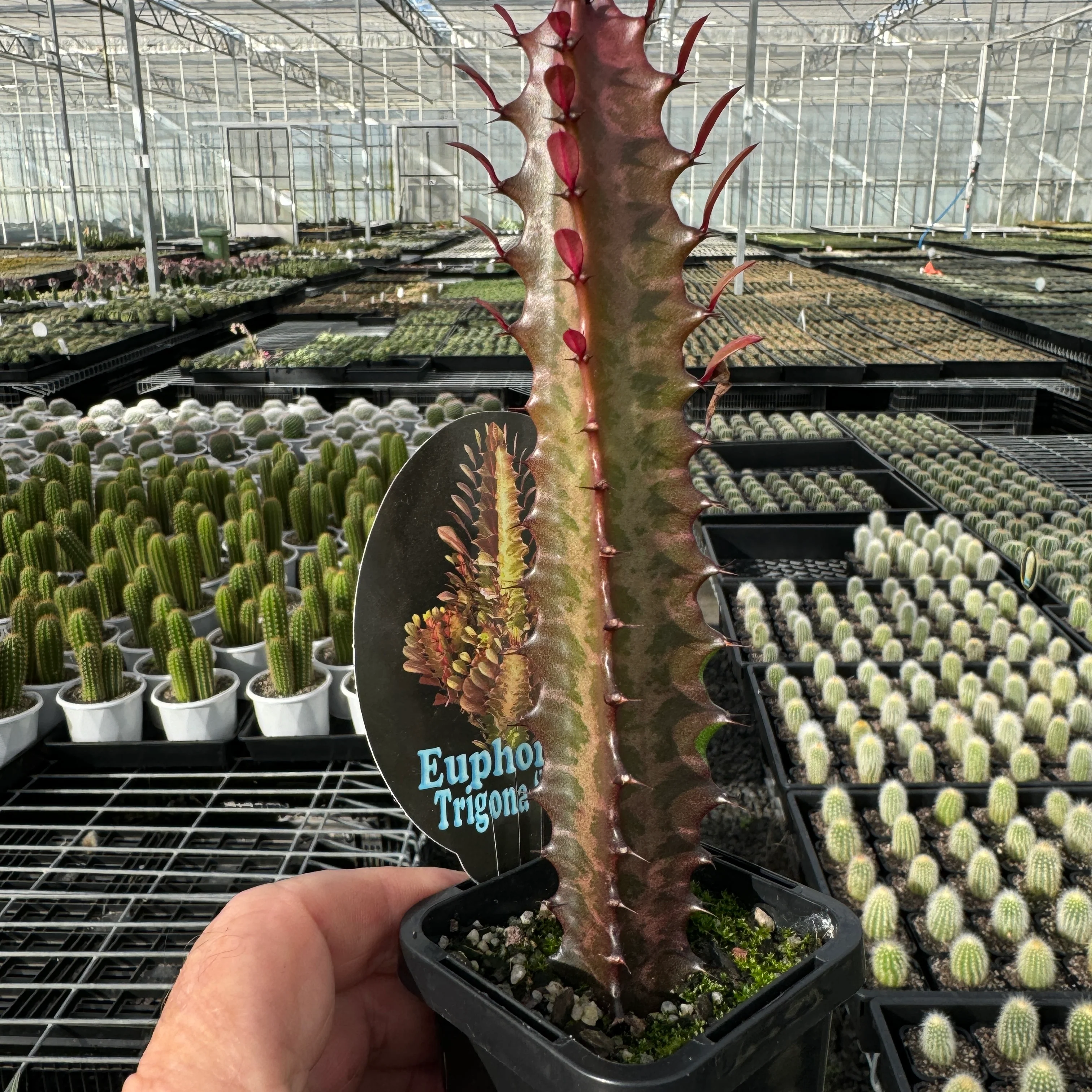 Euphorbia trigona 'Red Form' - African Milk Tree (WA Prohibited) - Image 2