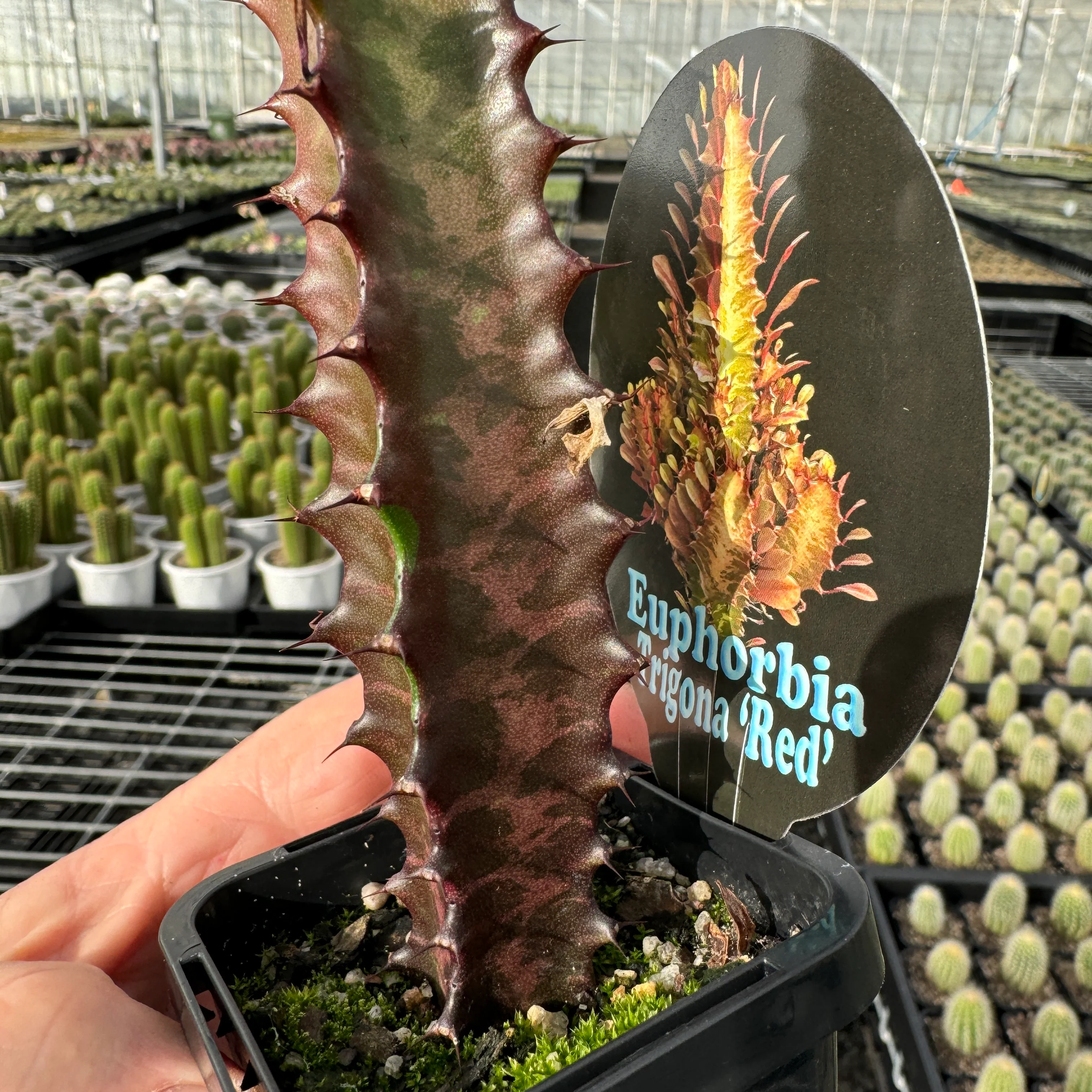 Euphorbia trigona 'Red Form' - African Milk Tree (WA Prohibited) - Image 3