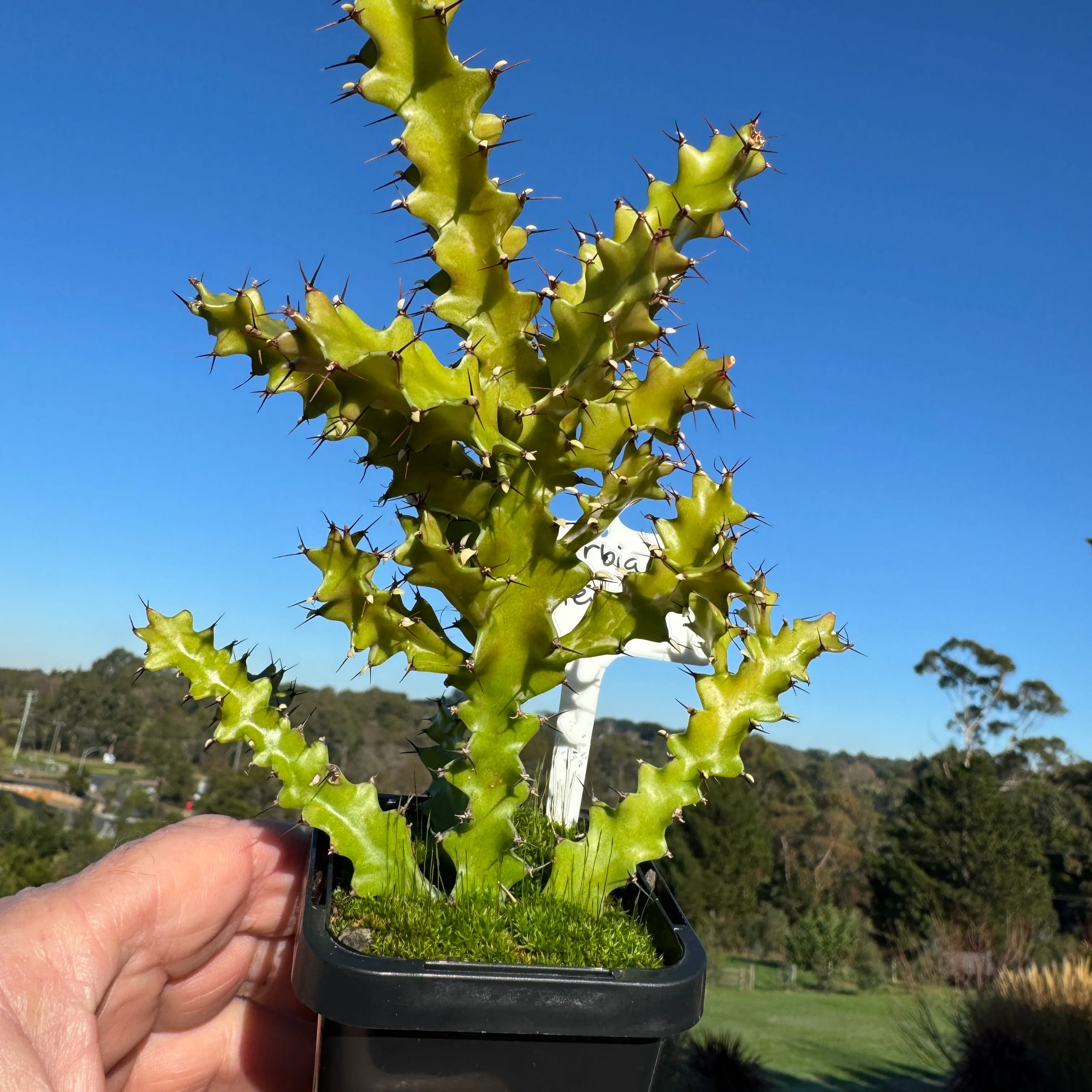 Euphorbia wakefieldii (WA Prohibited) - Image 2