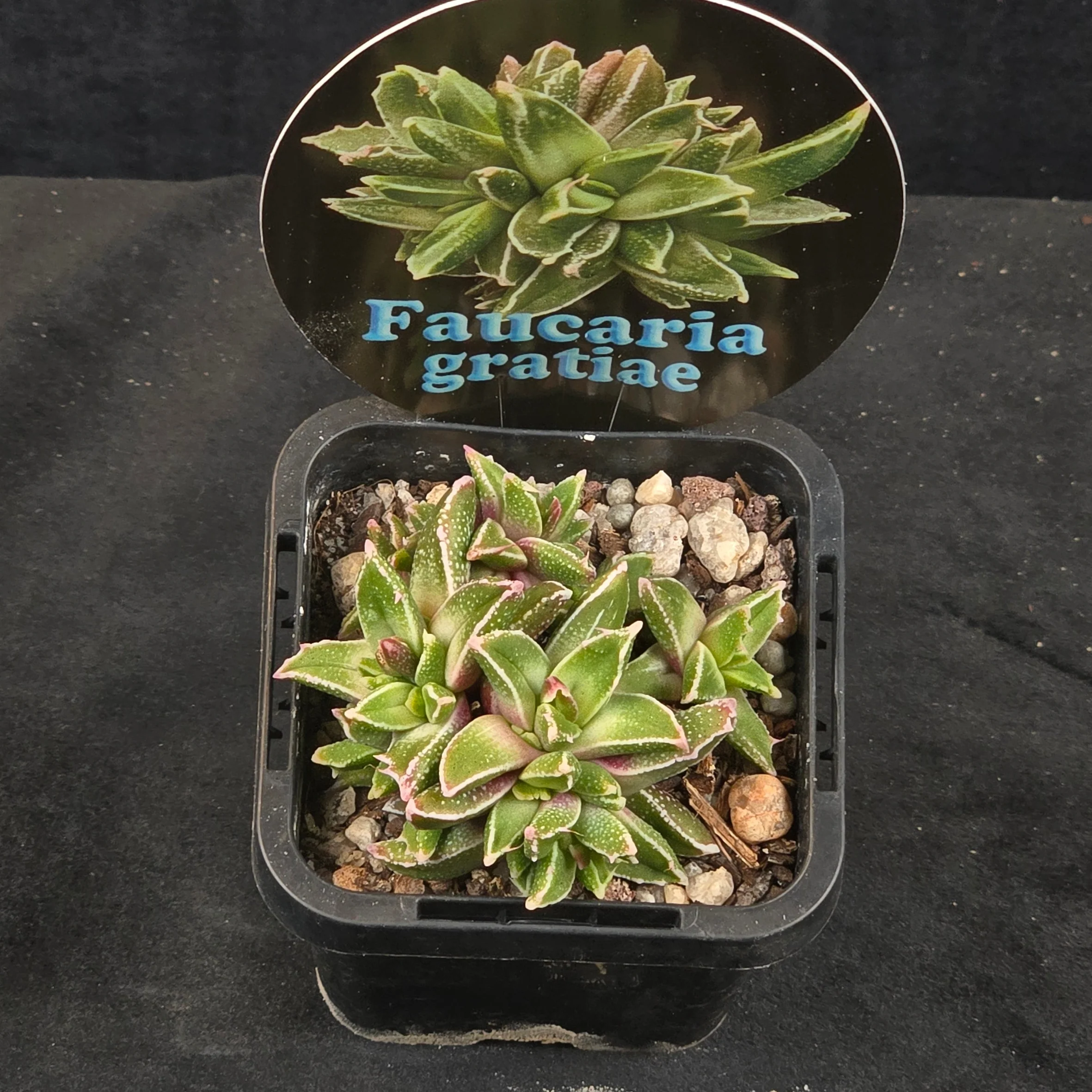 Faucaria gratiae - Image 2
