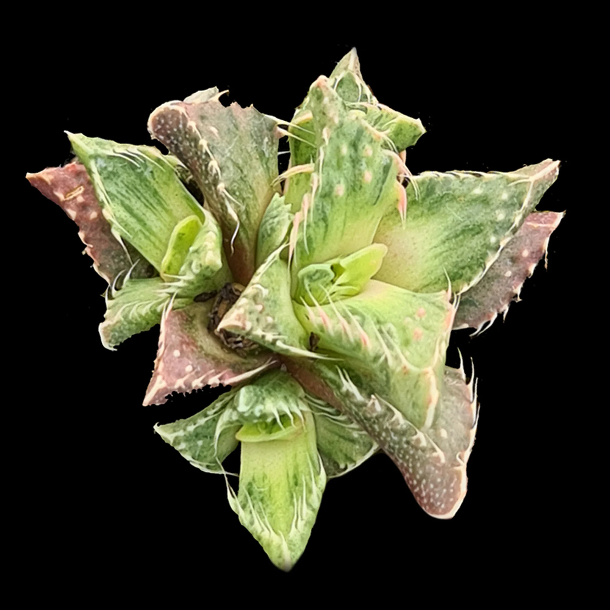 Faucaria tigrina Variegata