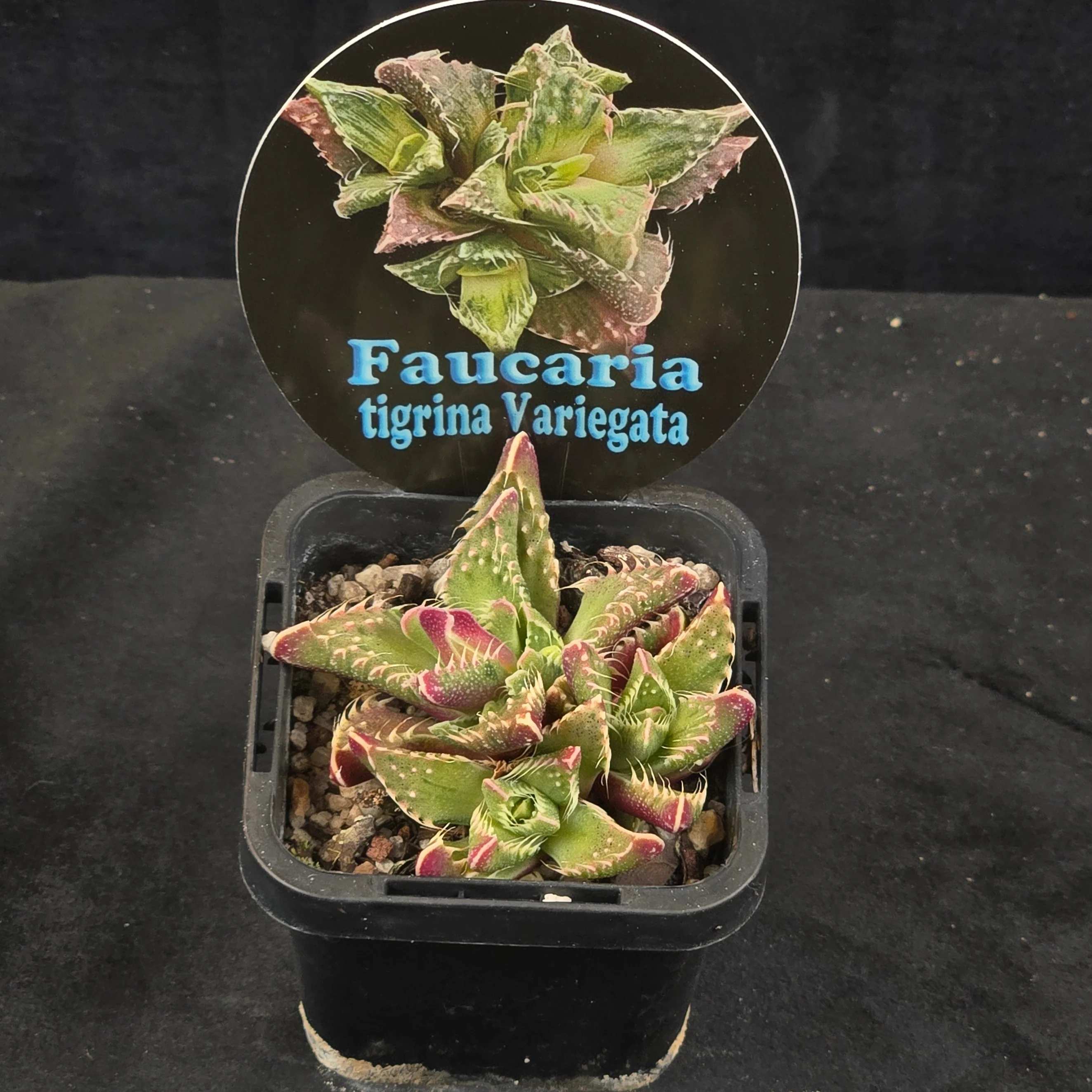 Faucaria tigrina Variegata - Image 2