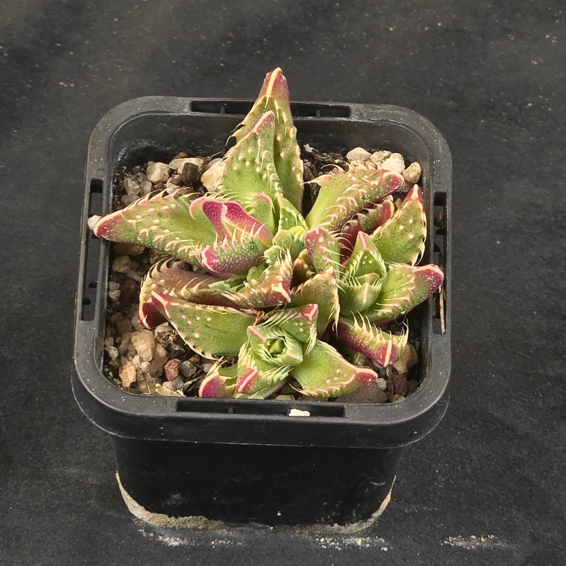 Faucaria tigrina Variegata - Image 3