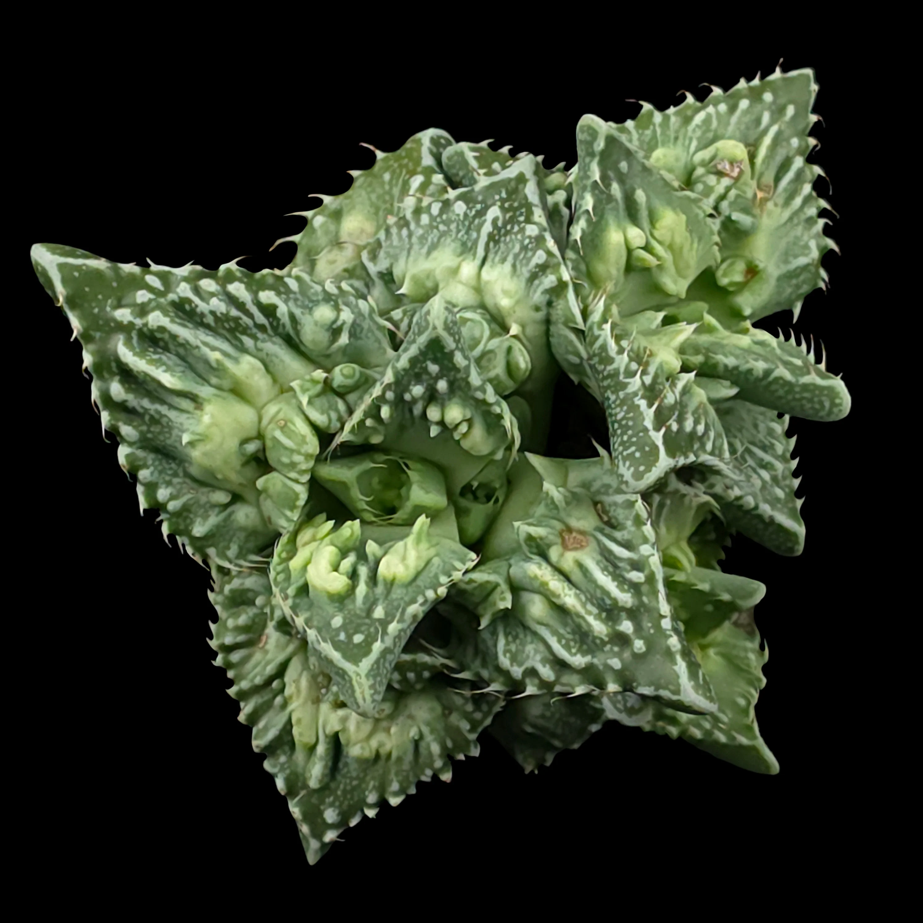 Faucaria tuberculosa f. Monstrose – Tiger Jaws - Image 2