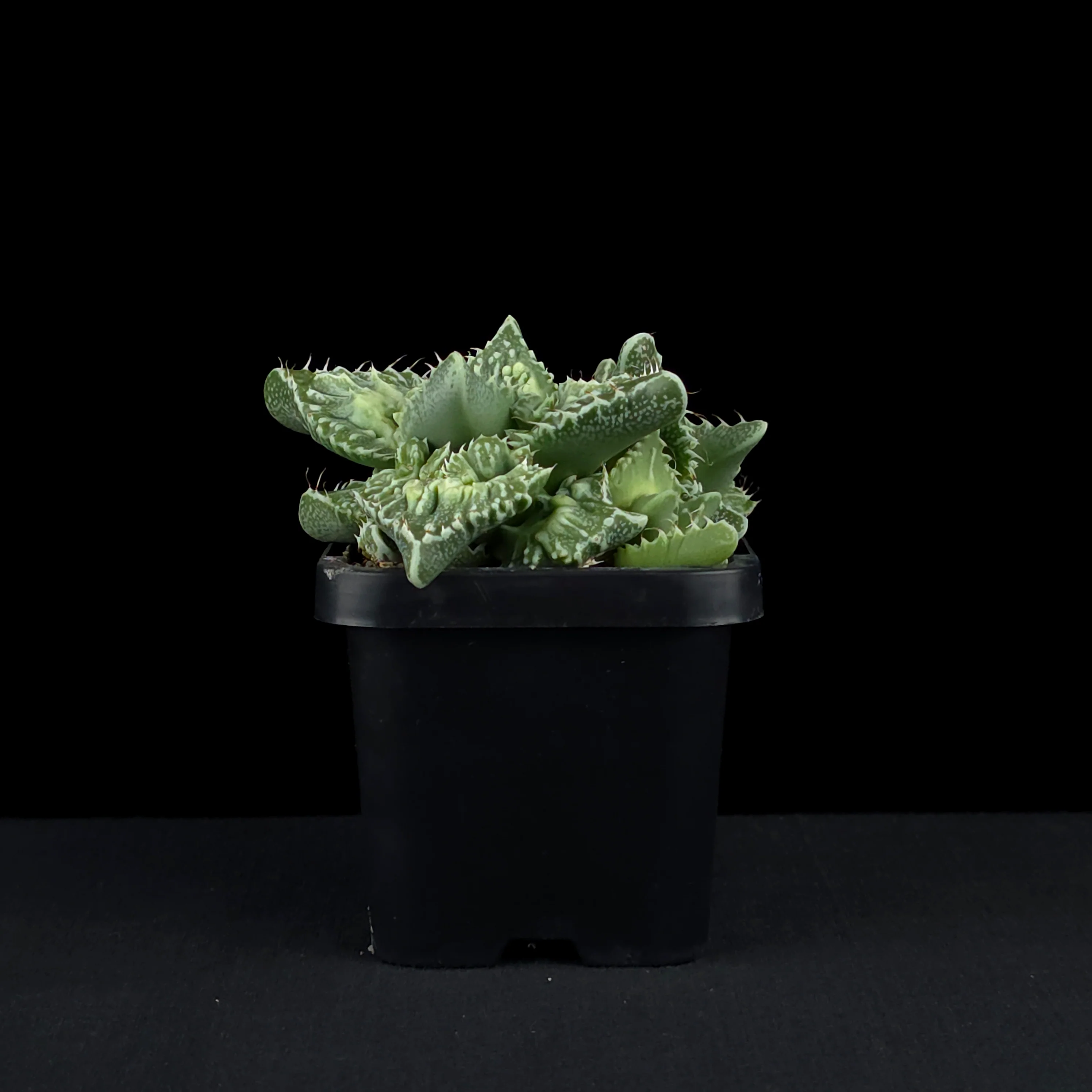 Faucaria tuberculosa f. Monstrose – Tiger Jaws - Image 3