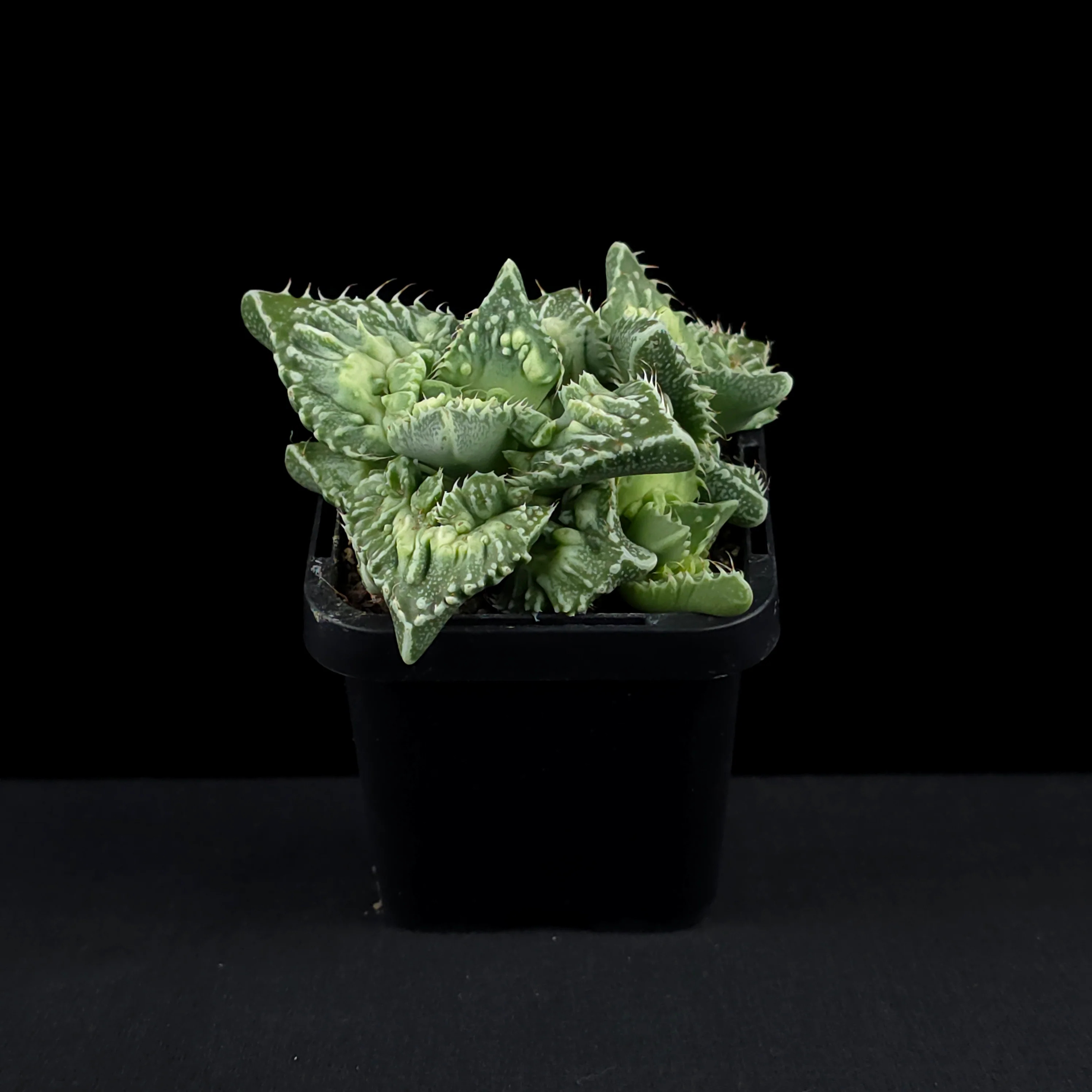 Faucaria tuberculosa f. Monstrose – Tiger Jaws - Image 4