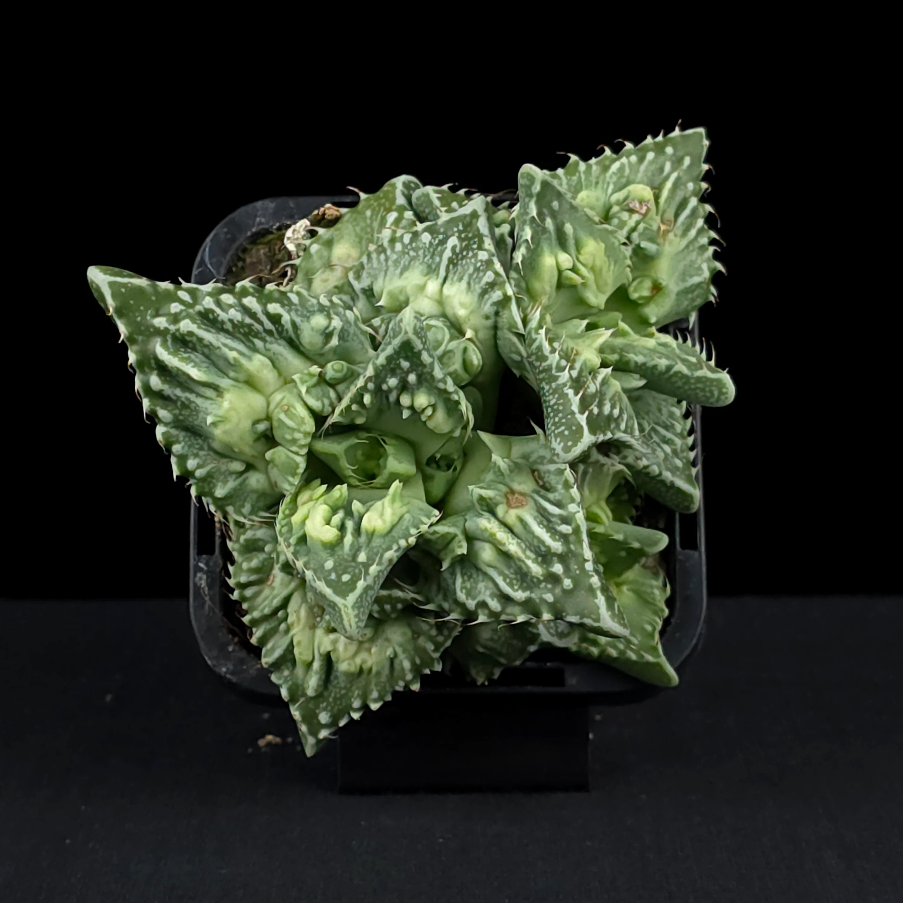 Faucaria tuberculosa f. Monstrose – Tiger Jaws - Image 5