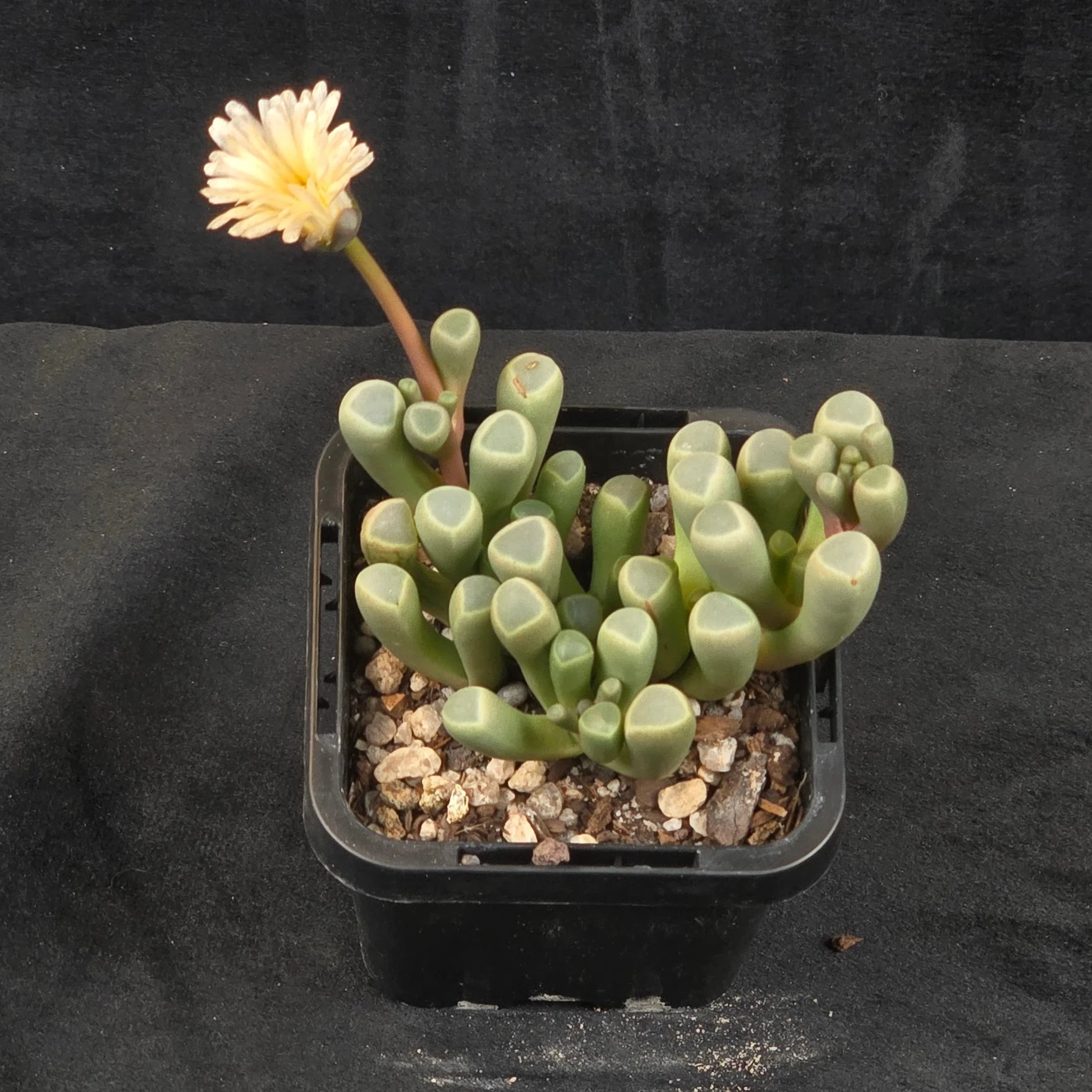 Fenestraria rhopalophylla subs. aurantiaca 'Baby Toes' - Image 4