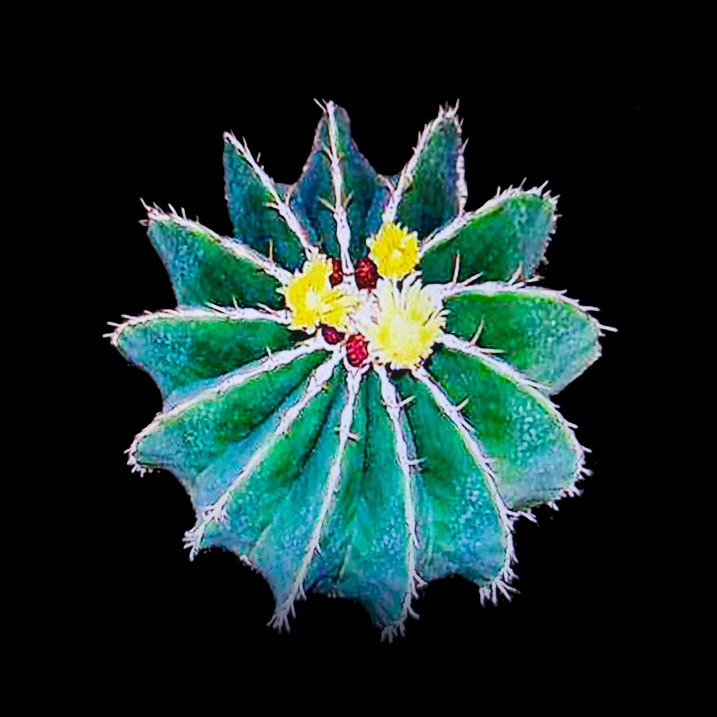Ferocactus schwarzii - Schwarz's Barrel Cactus
