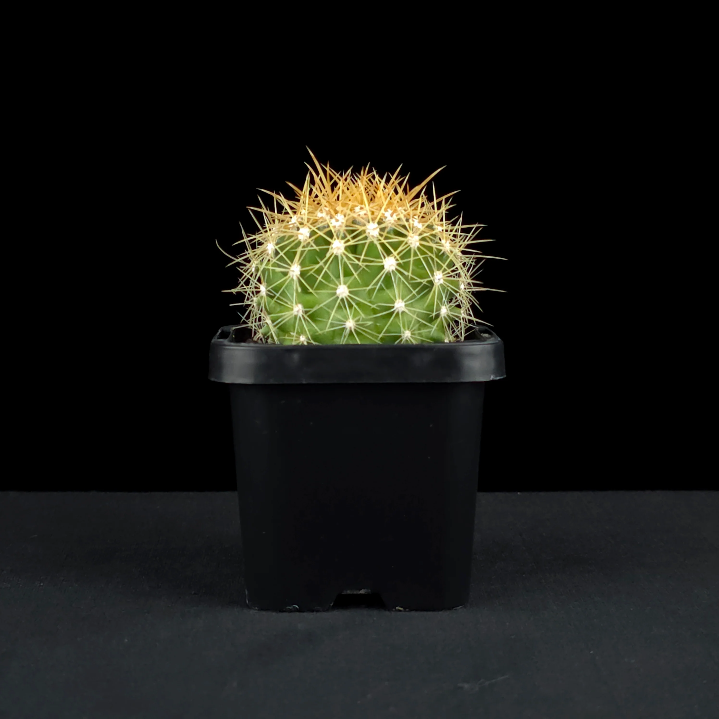 Ferocactus schwarzii - Schwarz's Barrel Cactus - Image 2