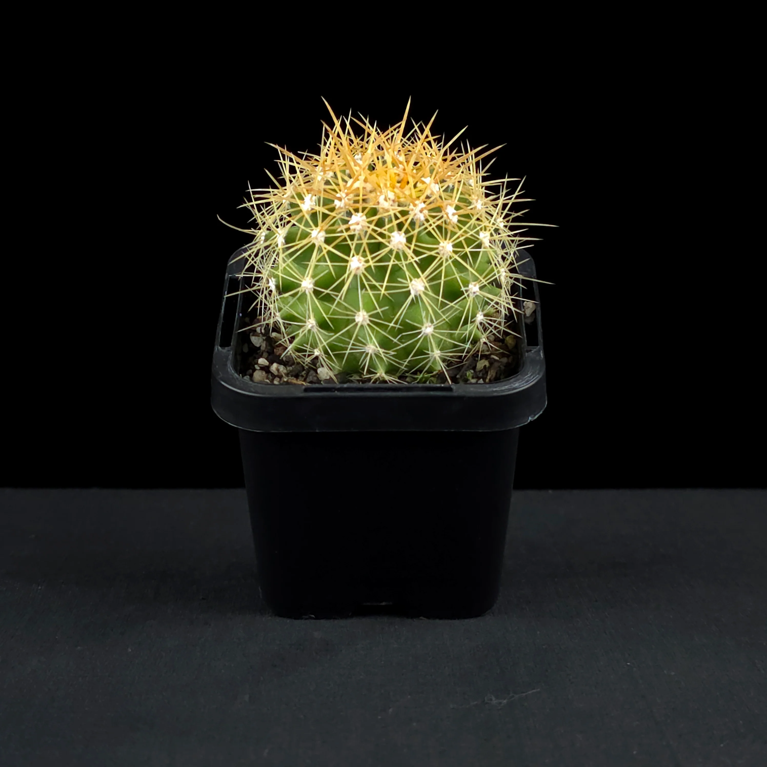 Ferocactus schwarzii - Schwarz's Barrel Cactus - Image 3