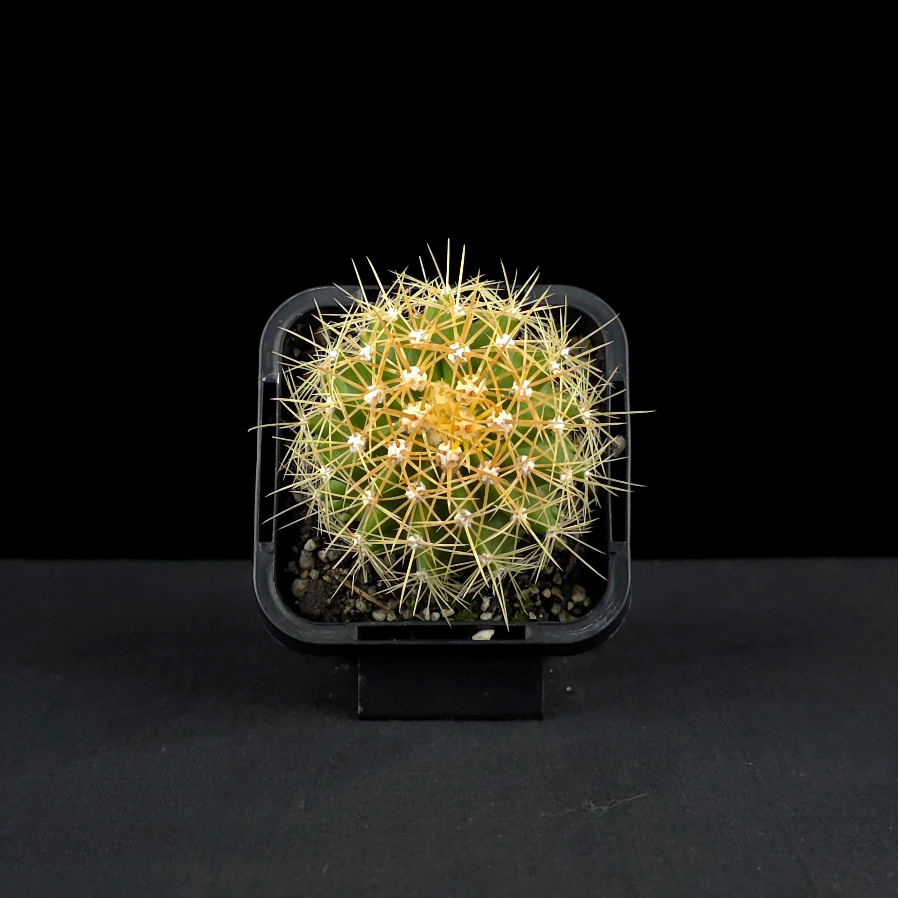 Ferocactus schwarzii - Schwarz's Barrel Cactus - Image 4