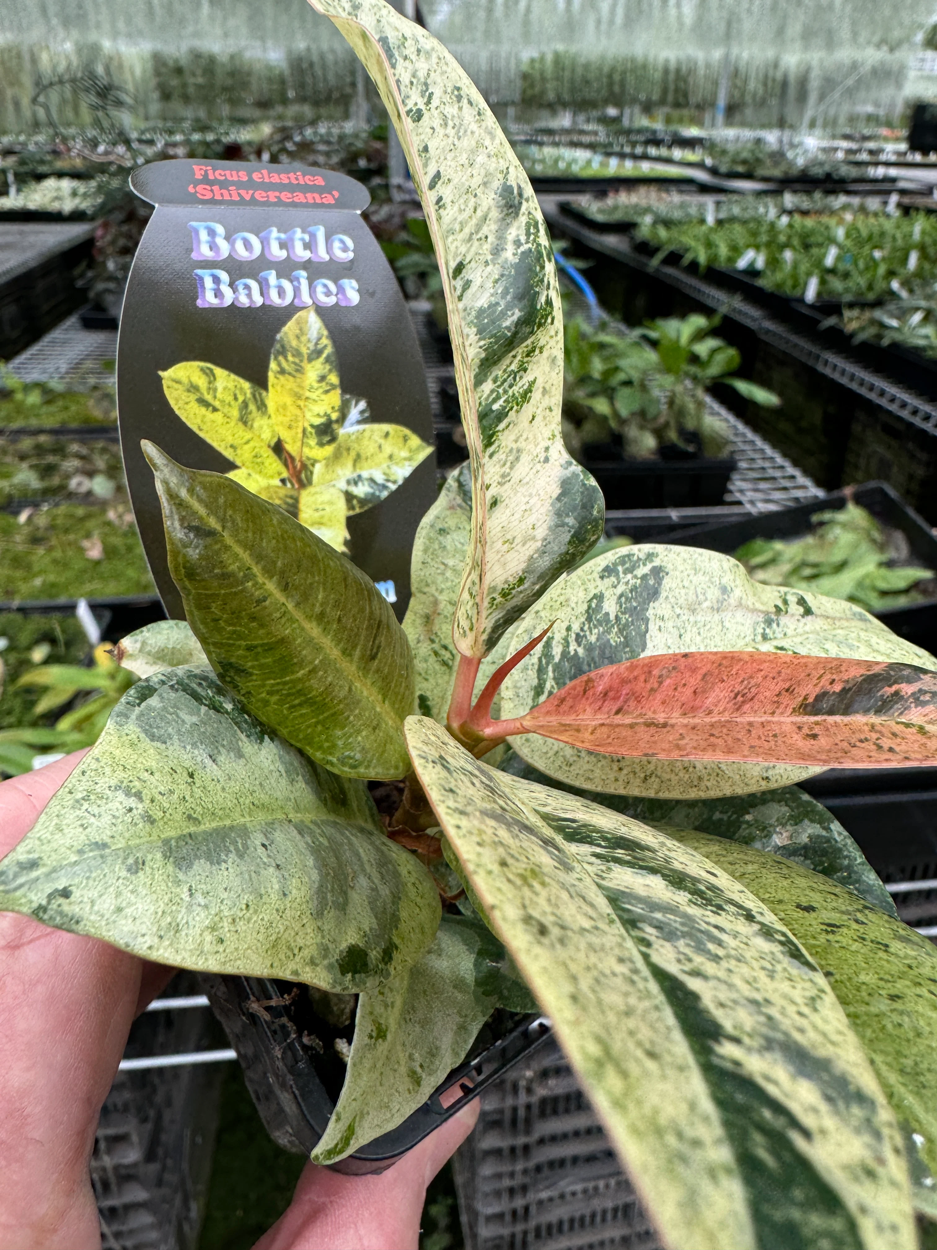 Ficus elastica 'Shivereana' - Variegated Rubber Plant - Image 3