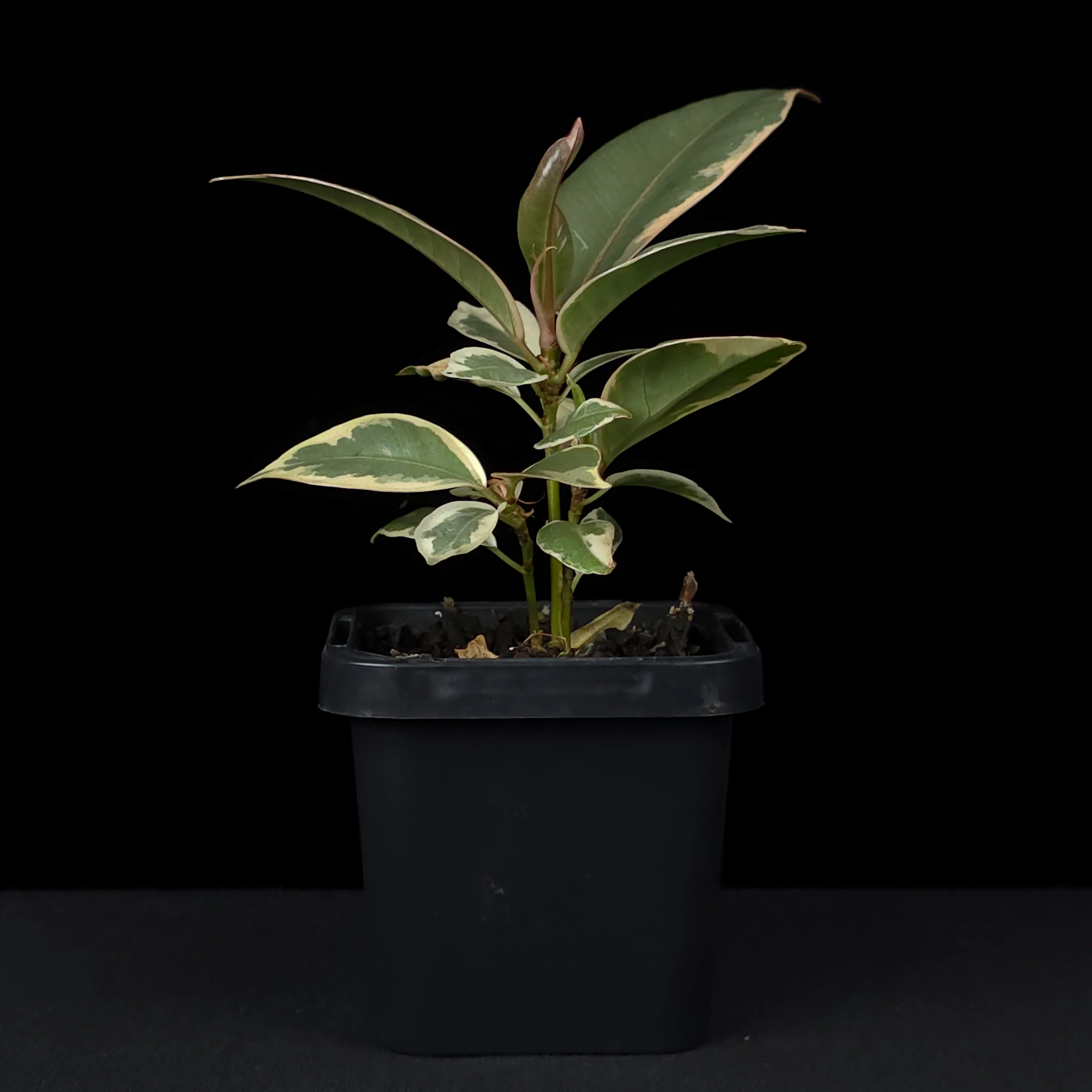 Ficus elastica 'Tineke' - Variegated Rubber Plant - Image 2
