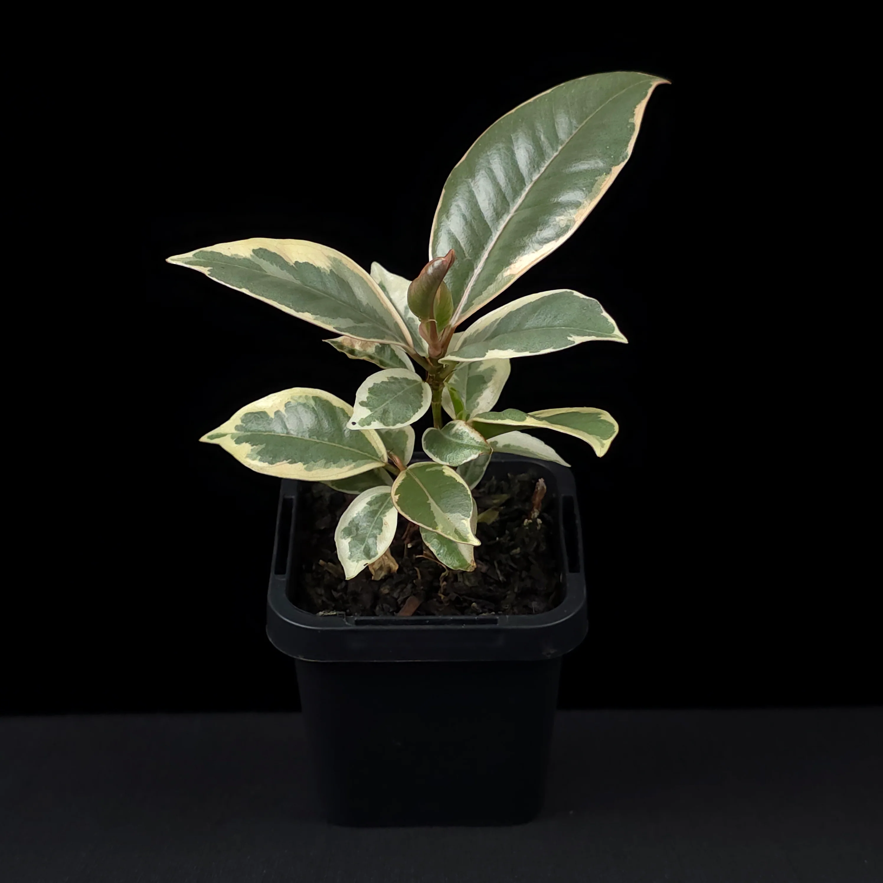 Ficus elastica 'Tineke' - Variegated Rubber Plant - Image 3