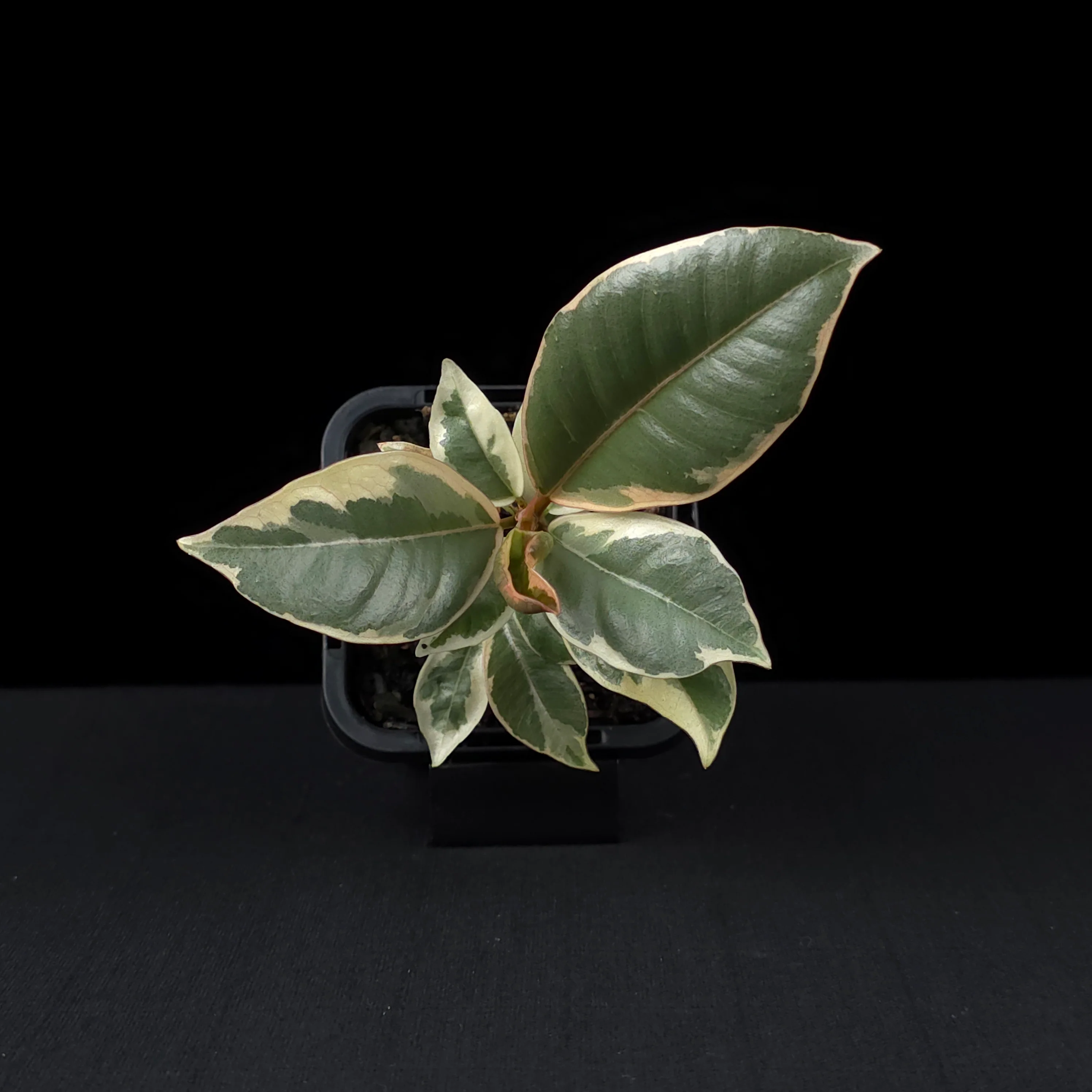 Ficus elastica 'Tineke' - Variegated Rubber Plant - Image 4