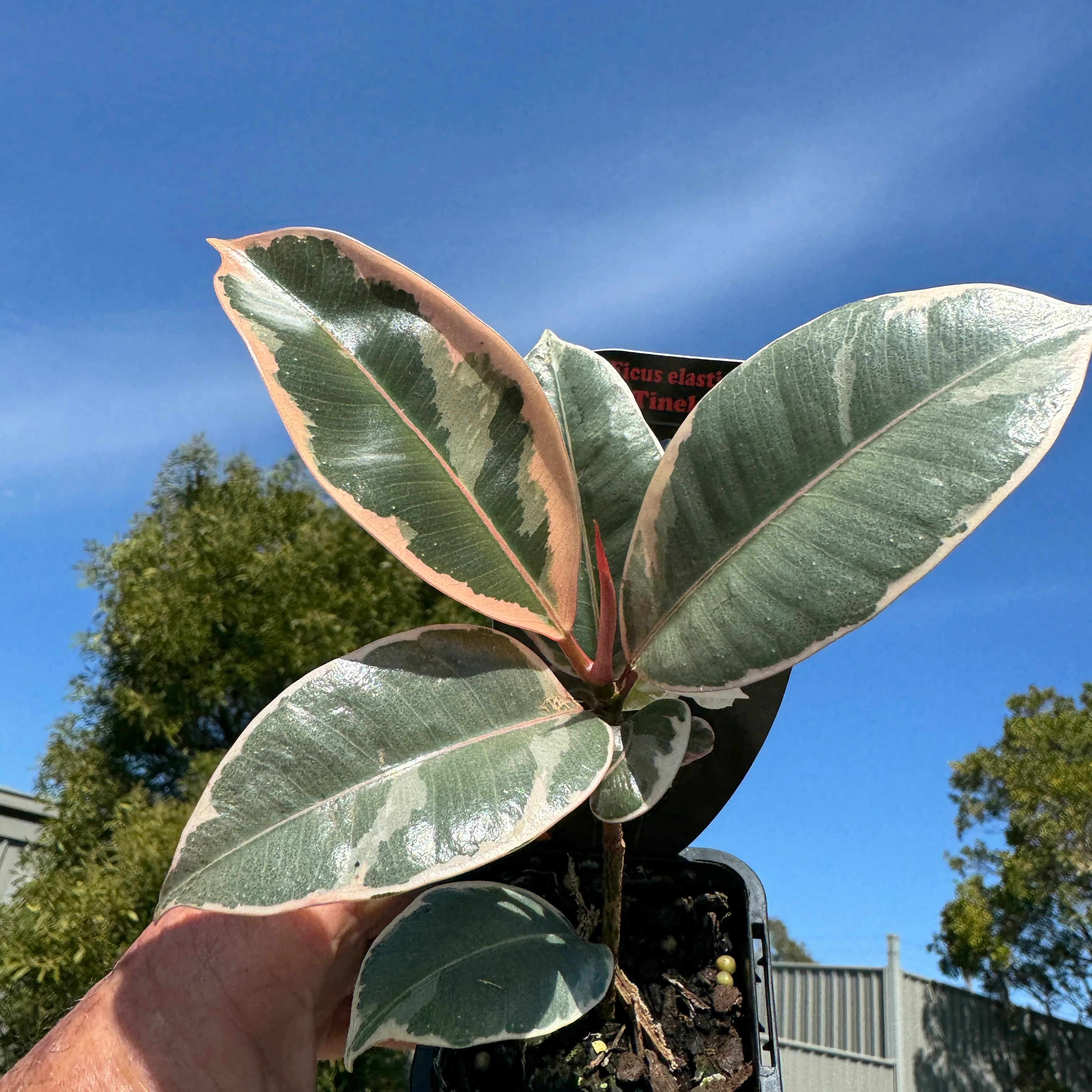Ficus elastica 'Tineke' - Variegated Rubber Plant - Image 5