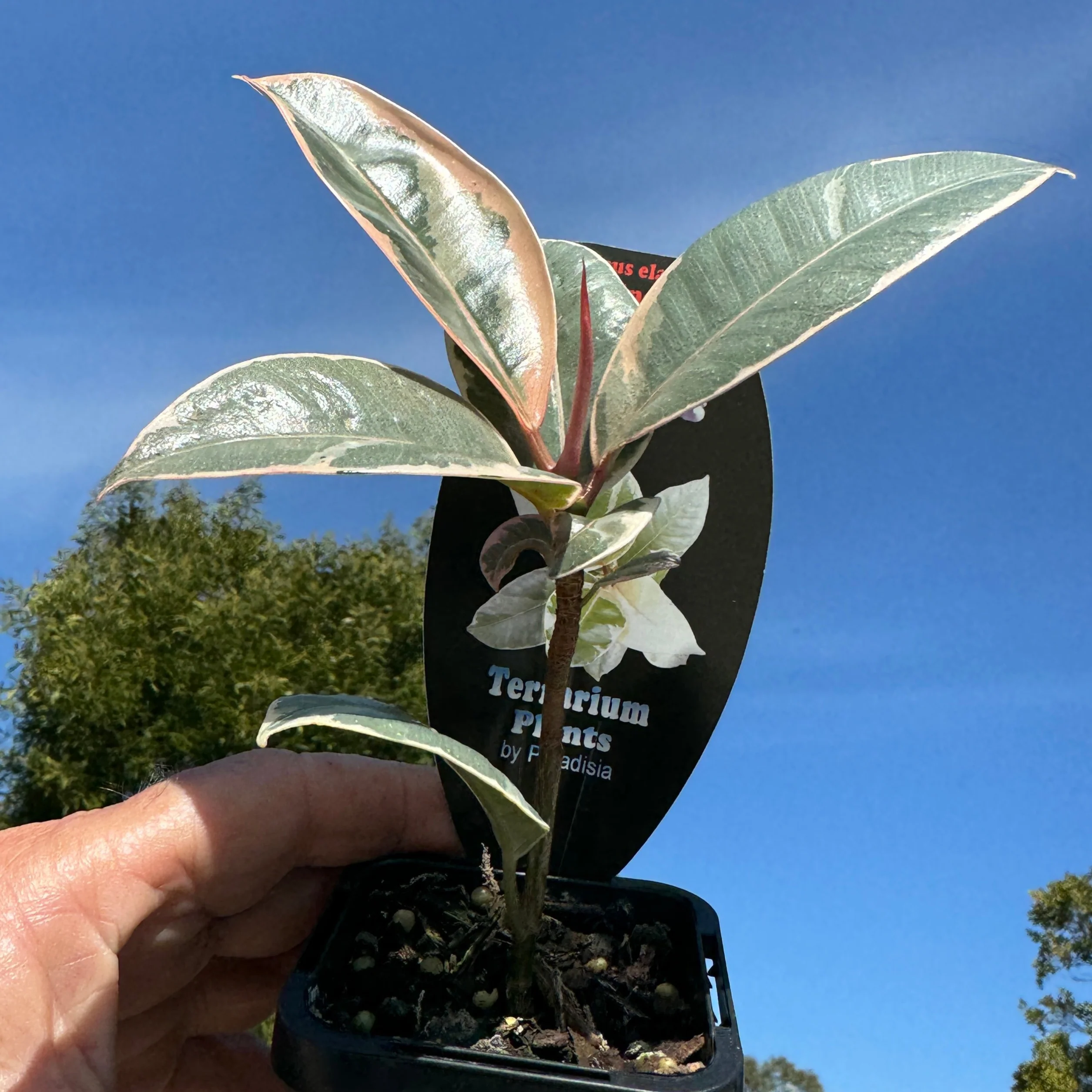Ficus elastica 'Tineke' - Variegated Rubber Plant - Image 6