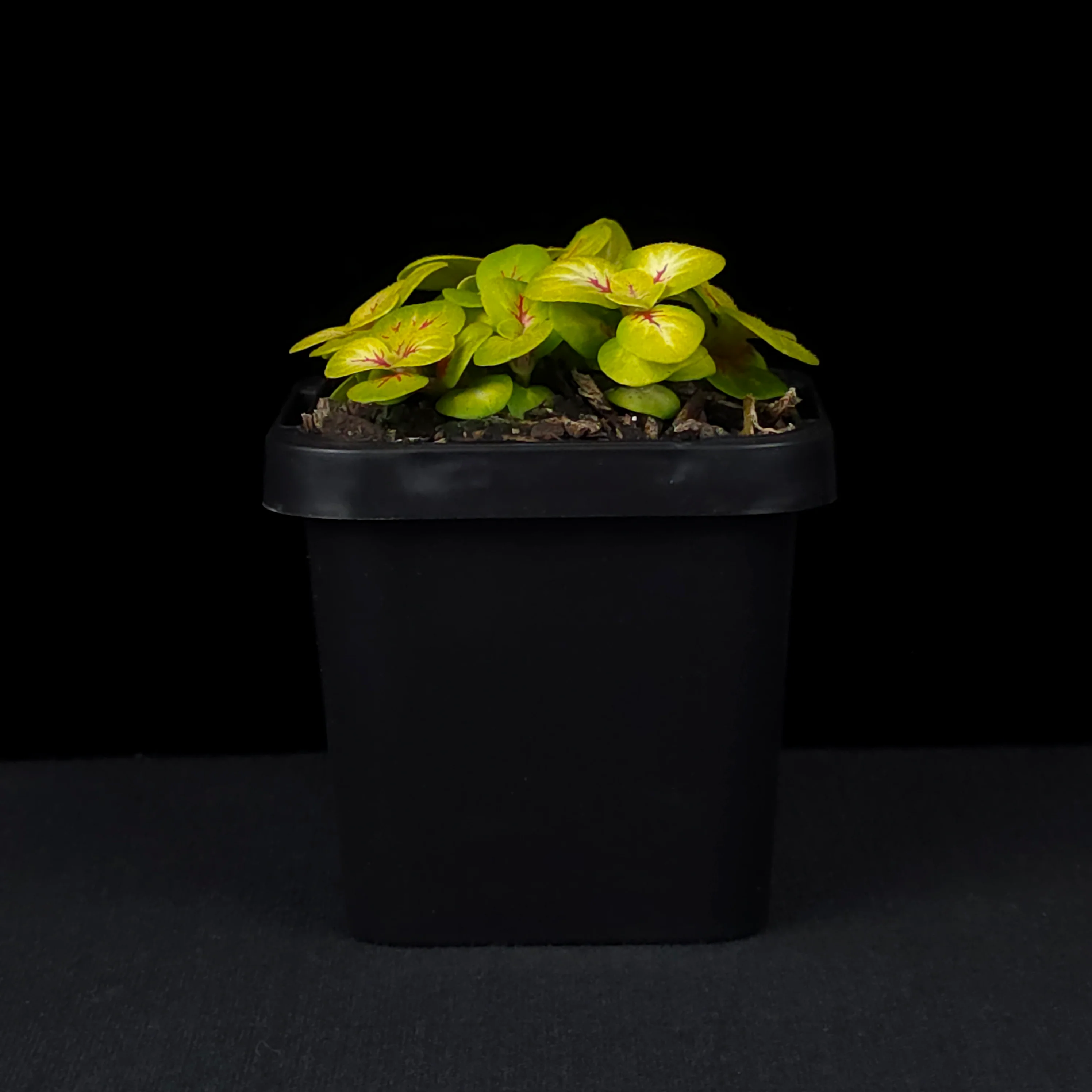 Fittonia 'Charlene' - Image 3