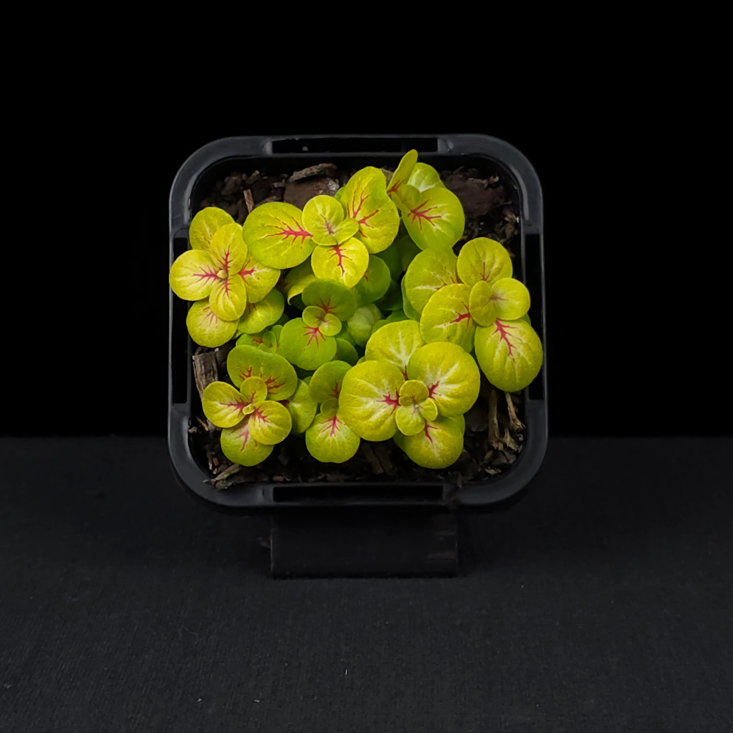 Fittonia 'Charlene' - Image 4