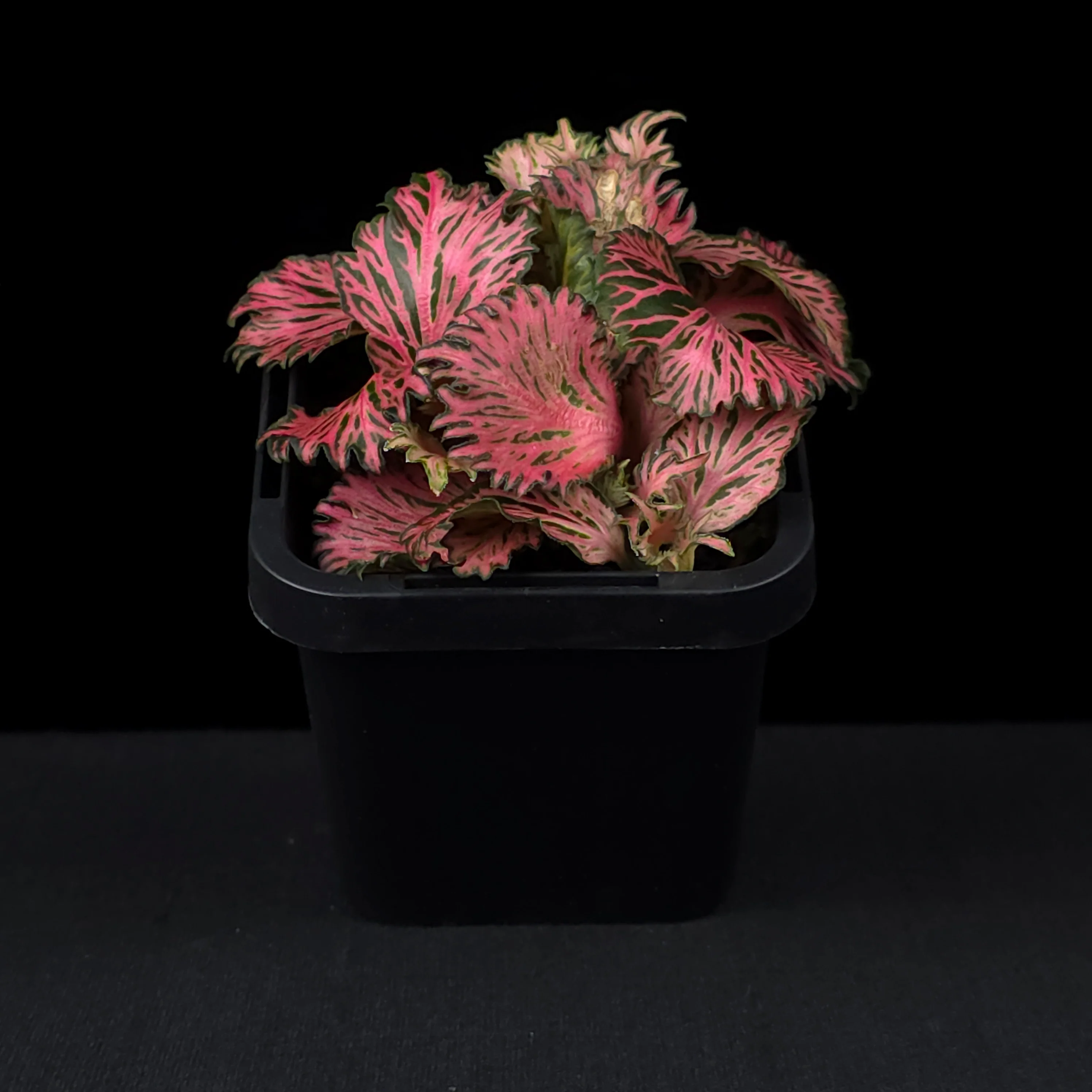 Fittonia 'Enchanted' - Image 2