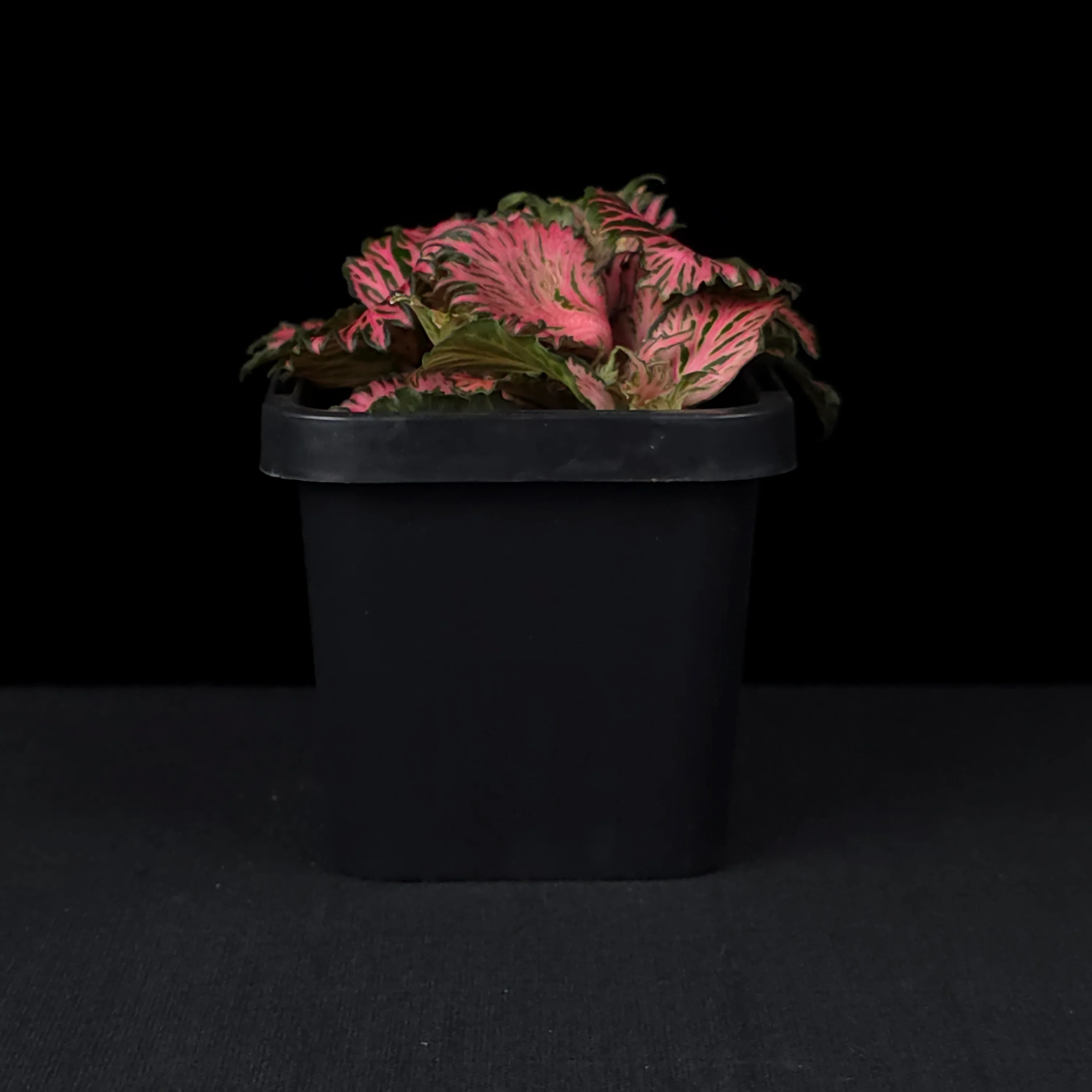Fittonia 'Enchanted' - Image 3