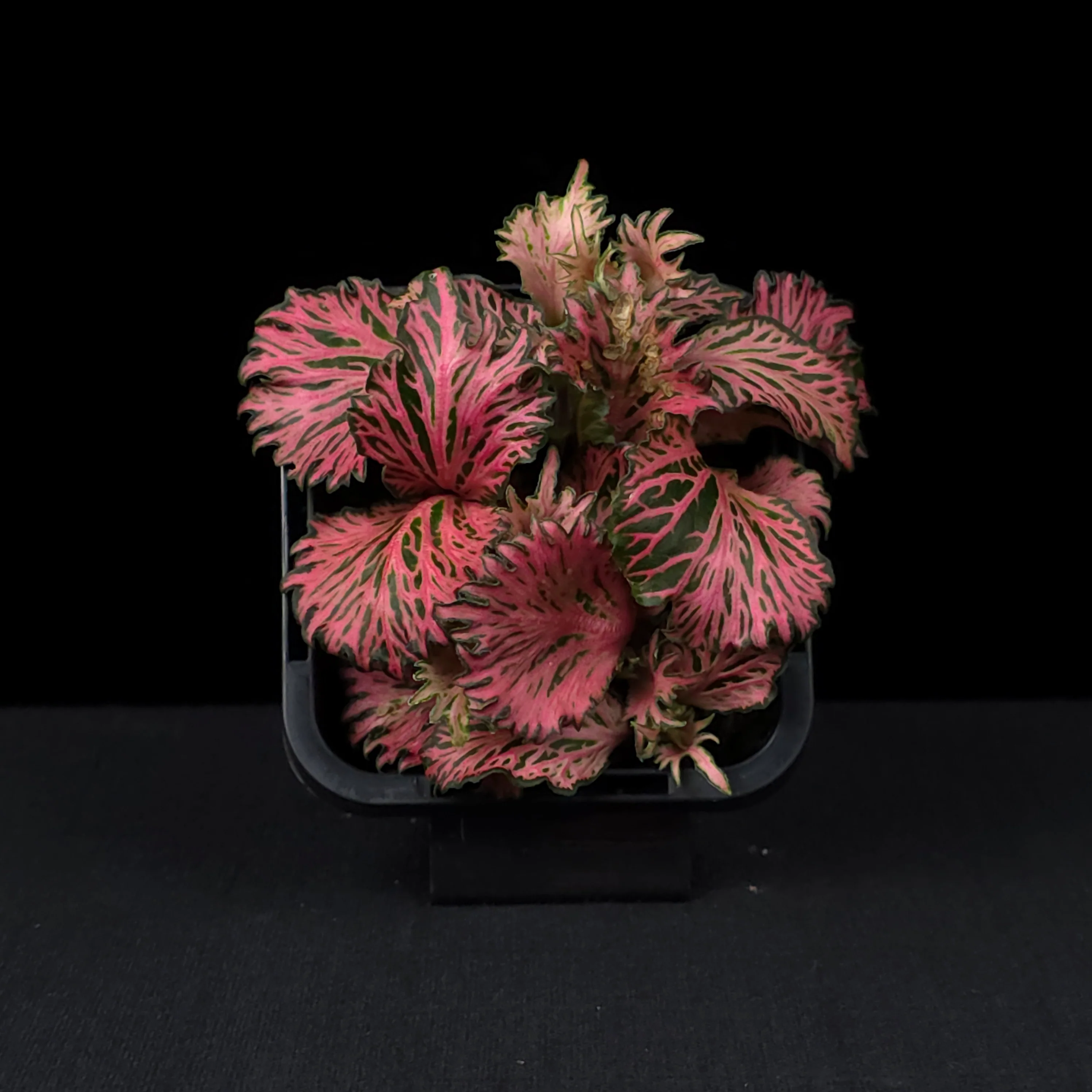 Fittonia 'Enchanted' - Image 4