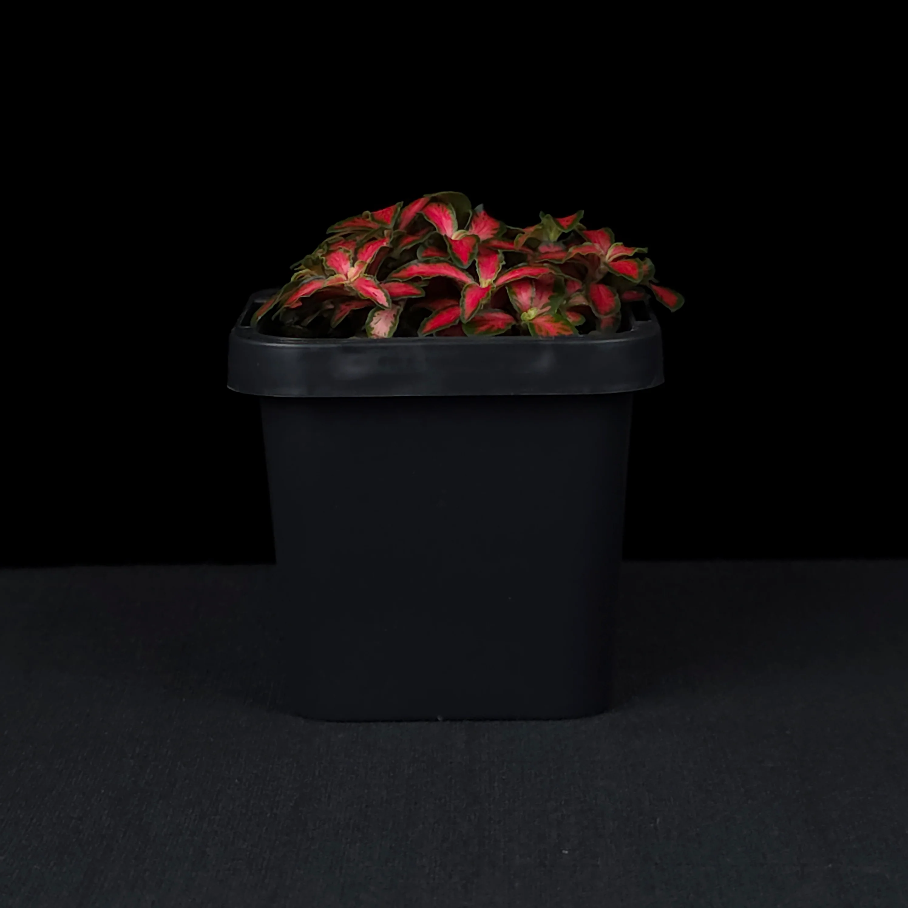 Fittonia 'Forest Flame' - Image 3