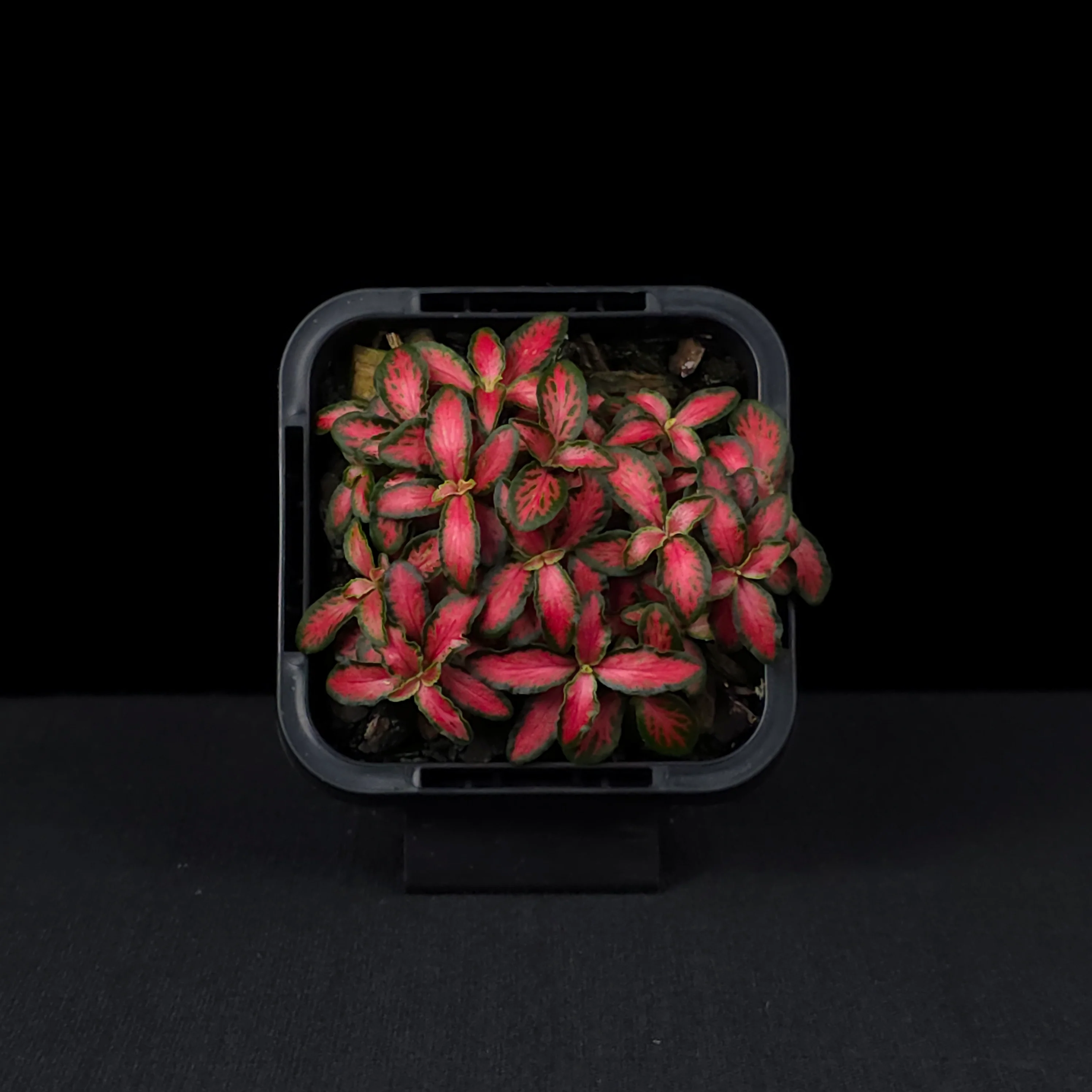 Fittonia 'Forest Flame' - Image 4