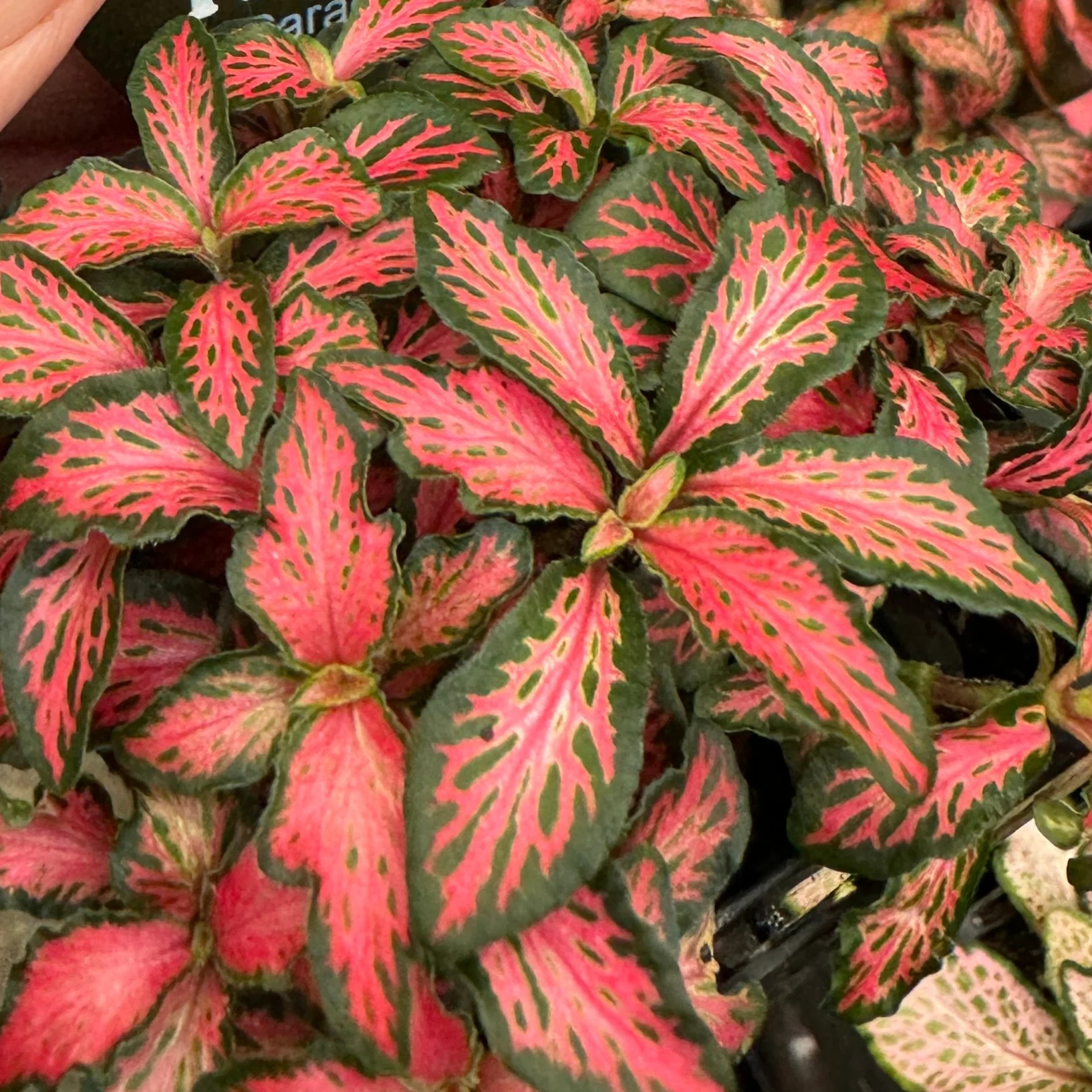 Fittonia 'Forest Flame' - Image 5