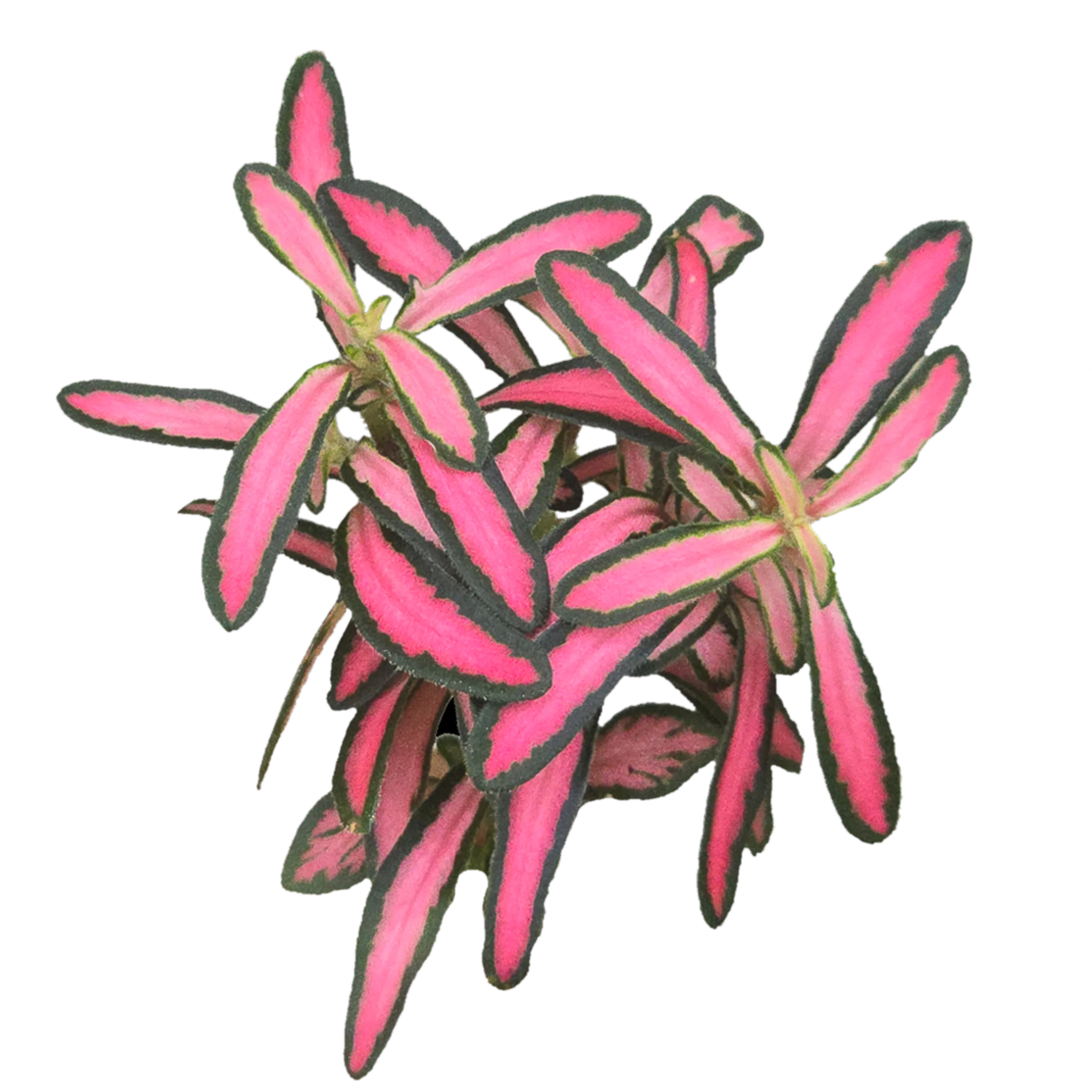 Fittonia 'Hot Lips'