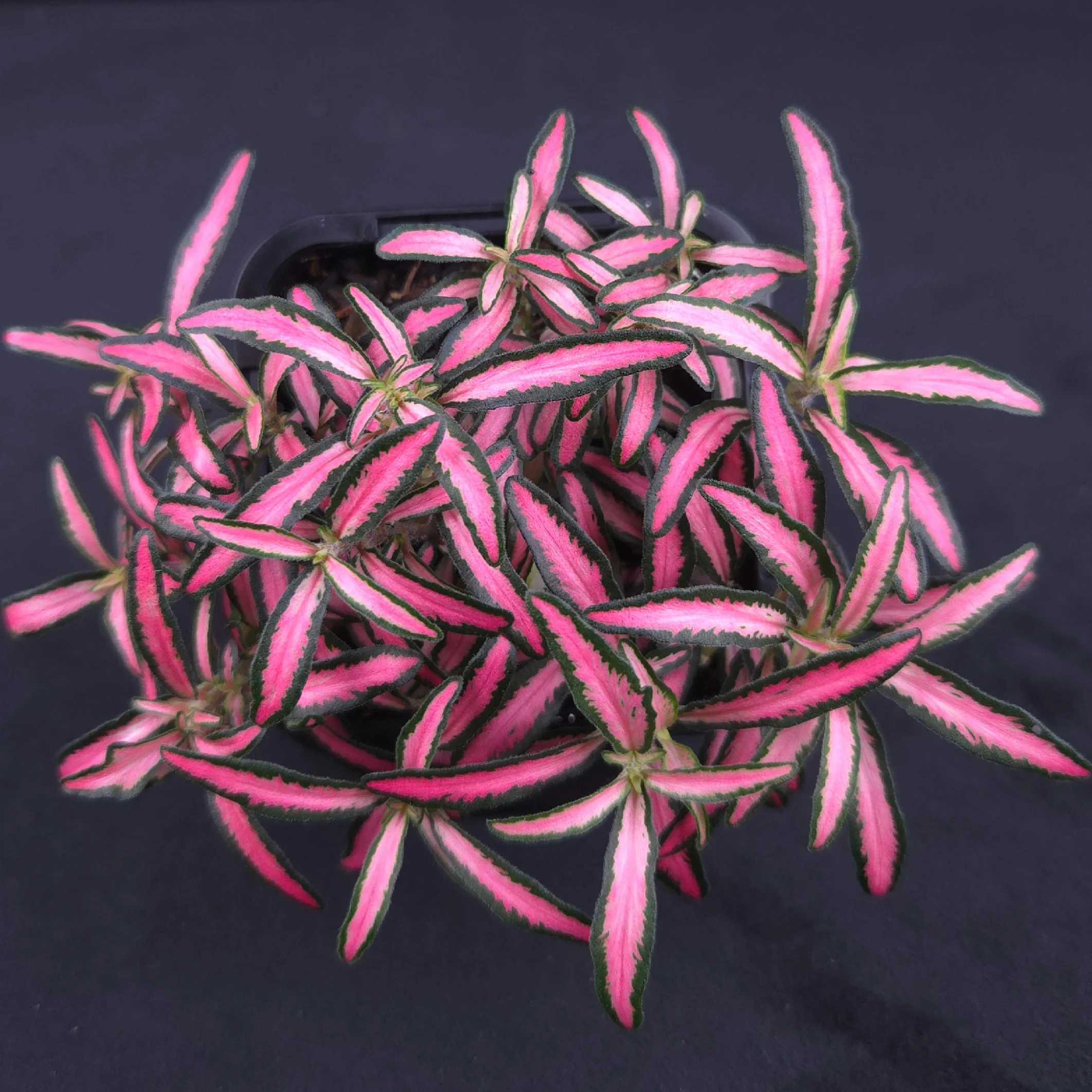 Fittonia 'Hot Lips' - Image 3