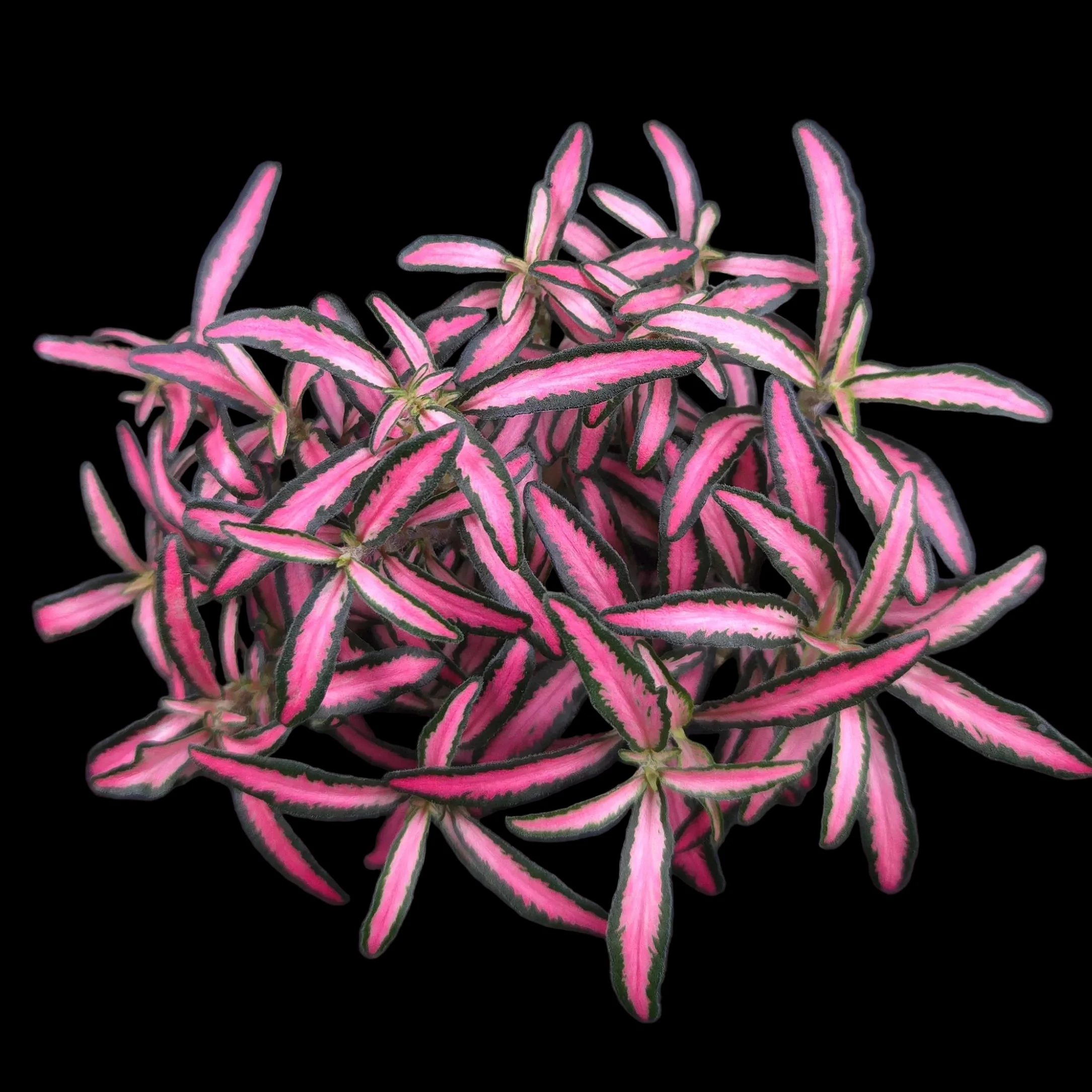 Fittonia 'Hot Lips' - Image 4
