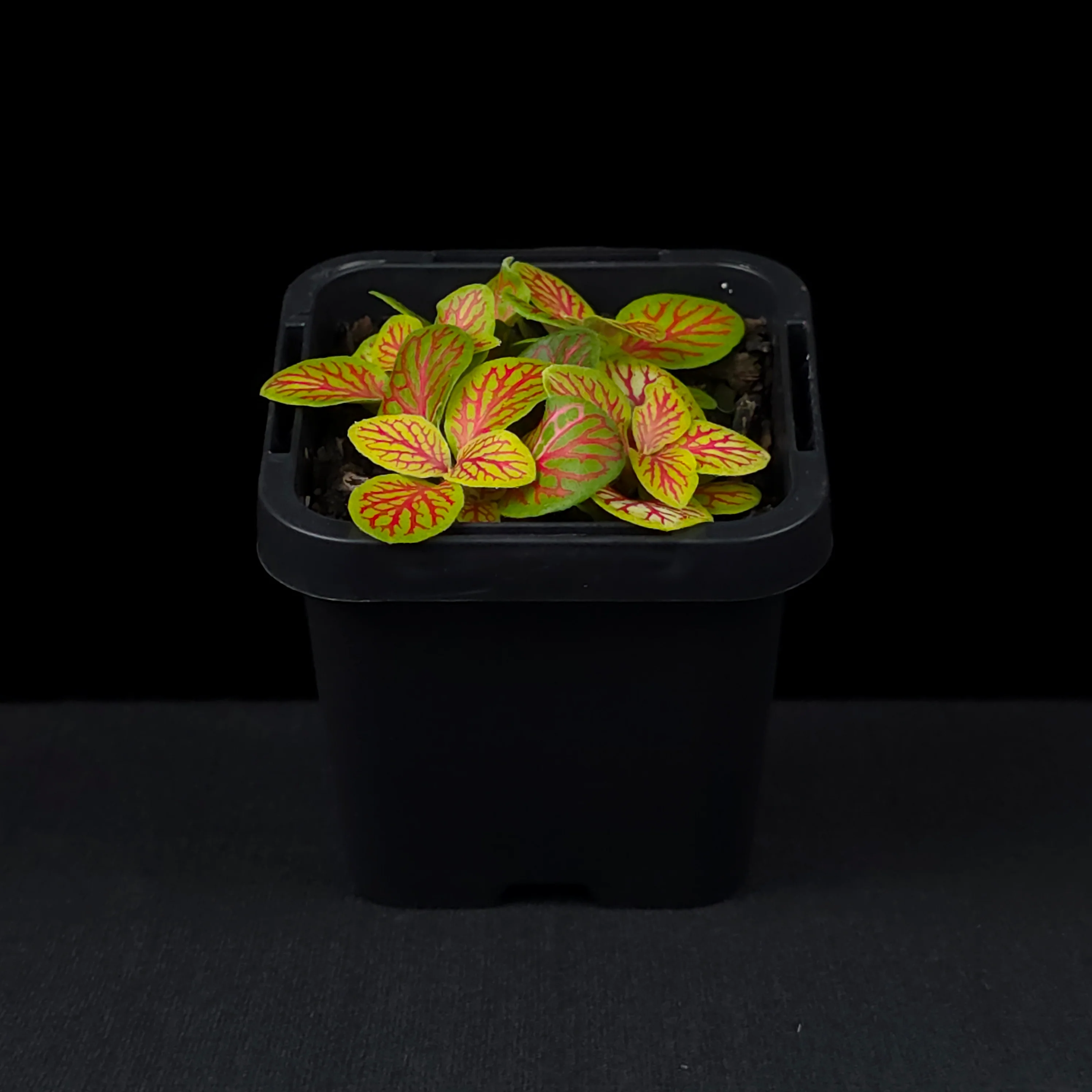 Fittonia 'Jade' - Image 3