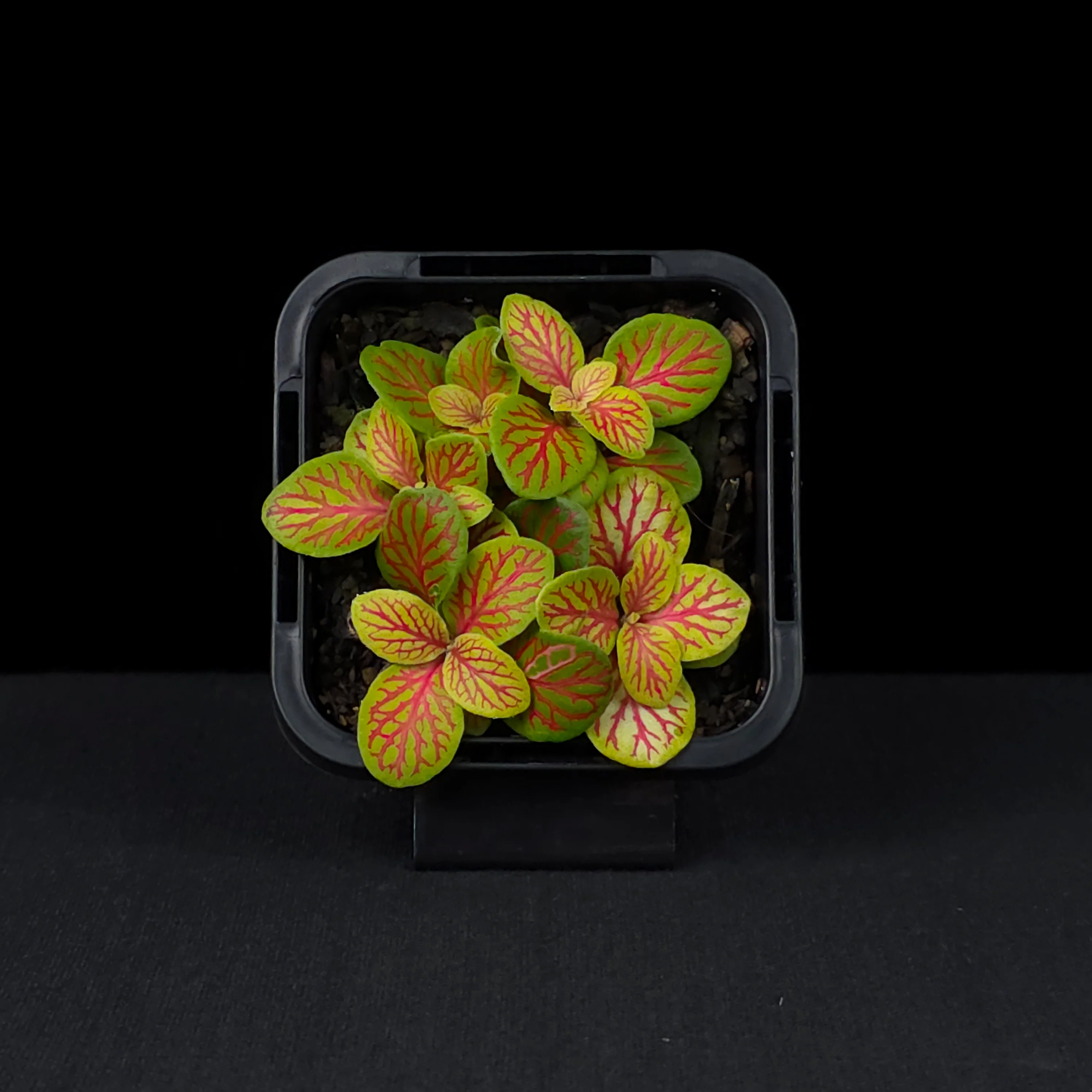 Fittonia 'Jade' - Image 4