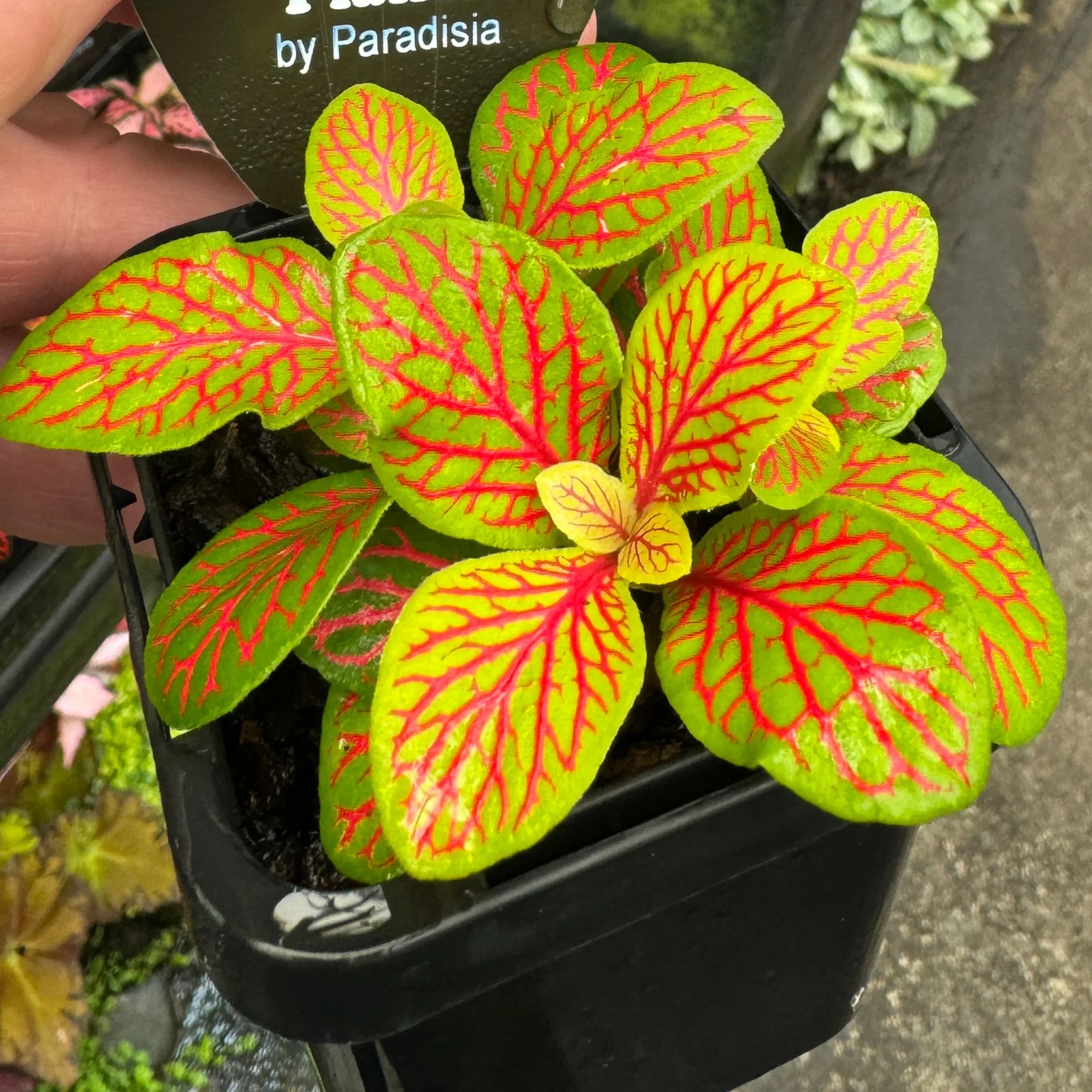 Fittonia 'Jade' - Image 5