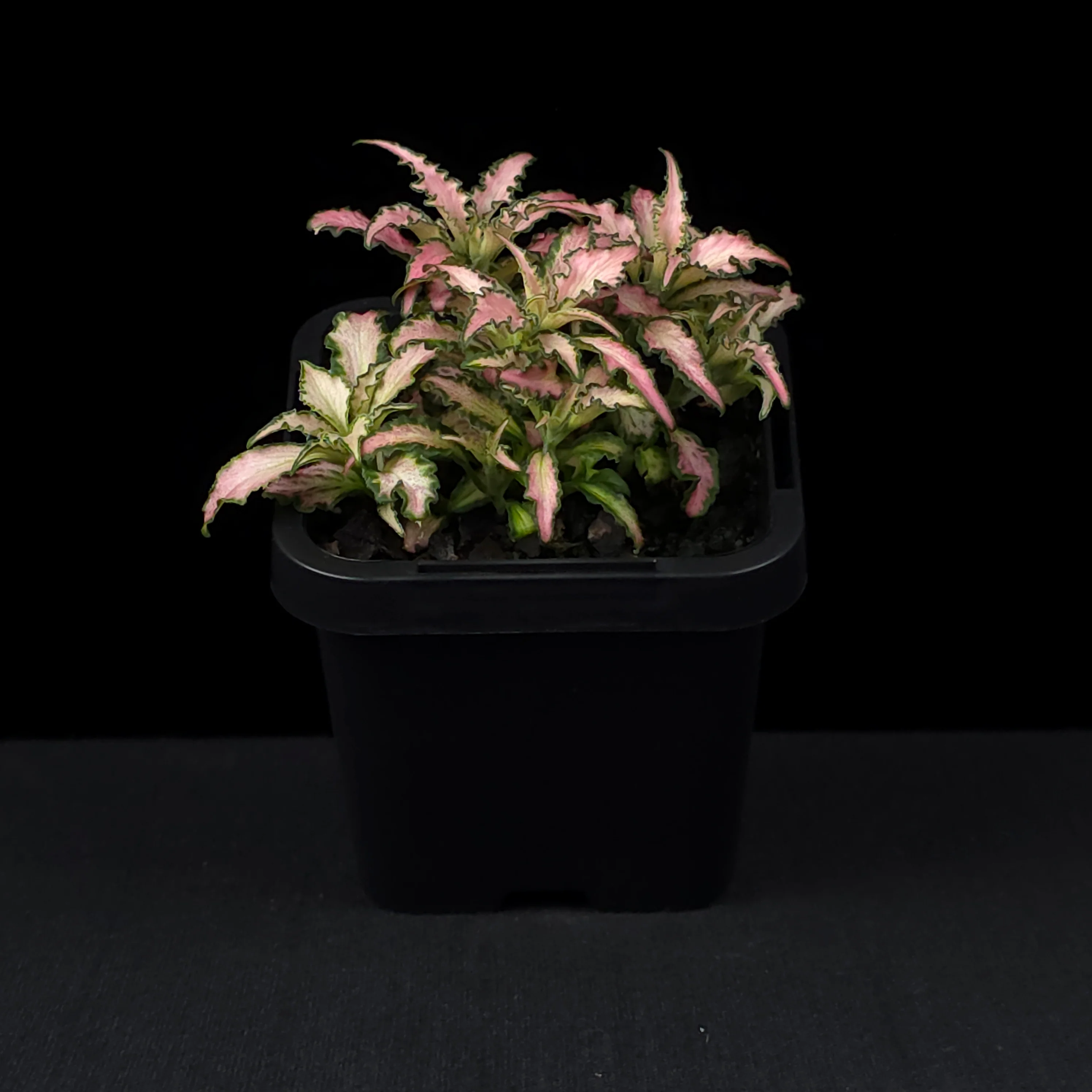 Fittonia 'Light Pink Anne' - Image 3