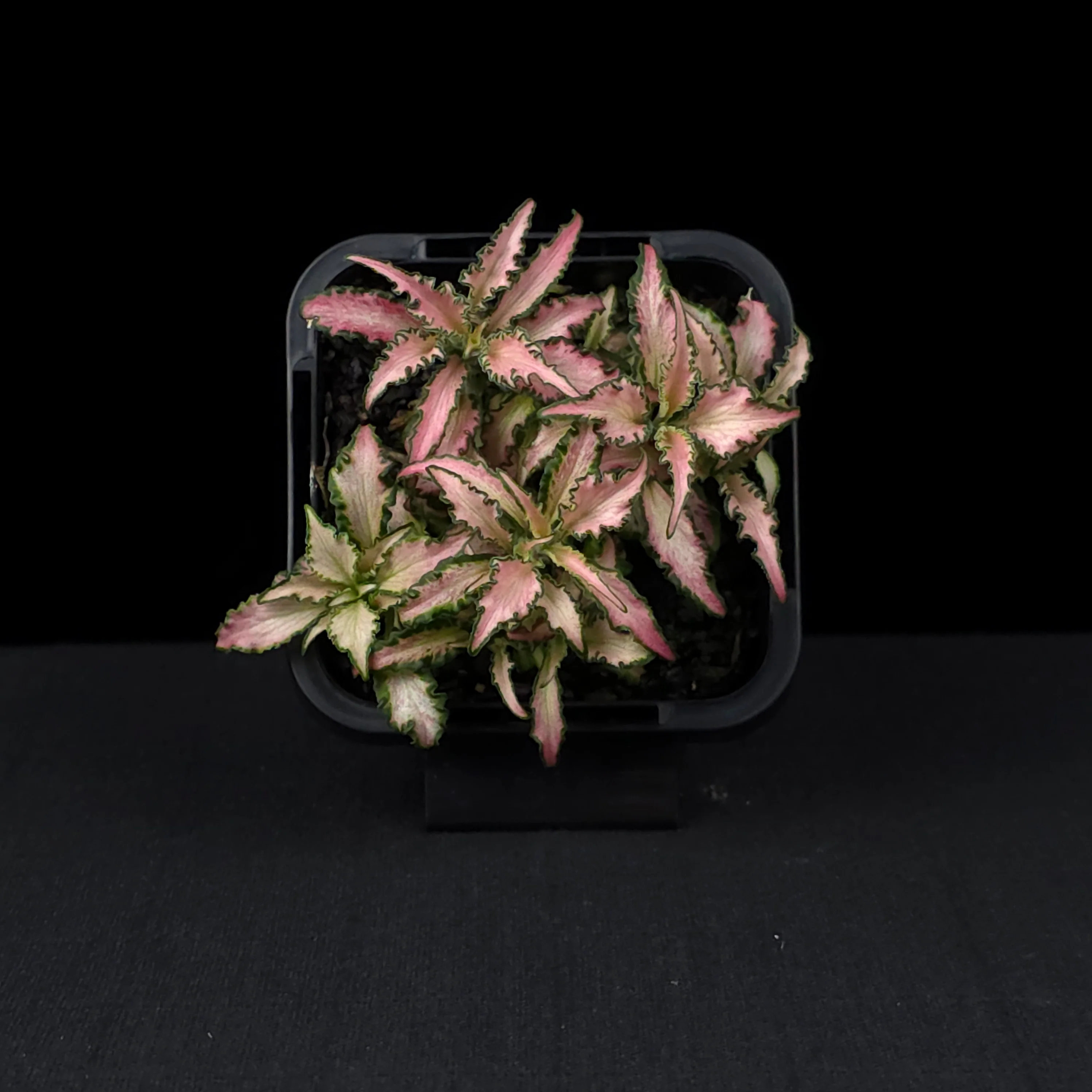 Fittonia 'Light Pink Anne' - Image 4