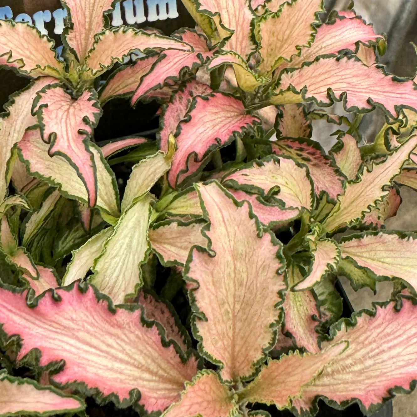 Fittonia 'Light Pink Anne' - Image 5