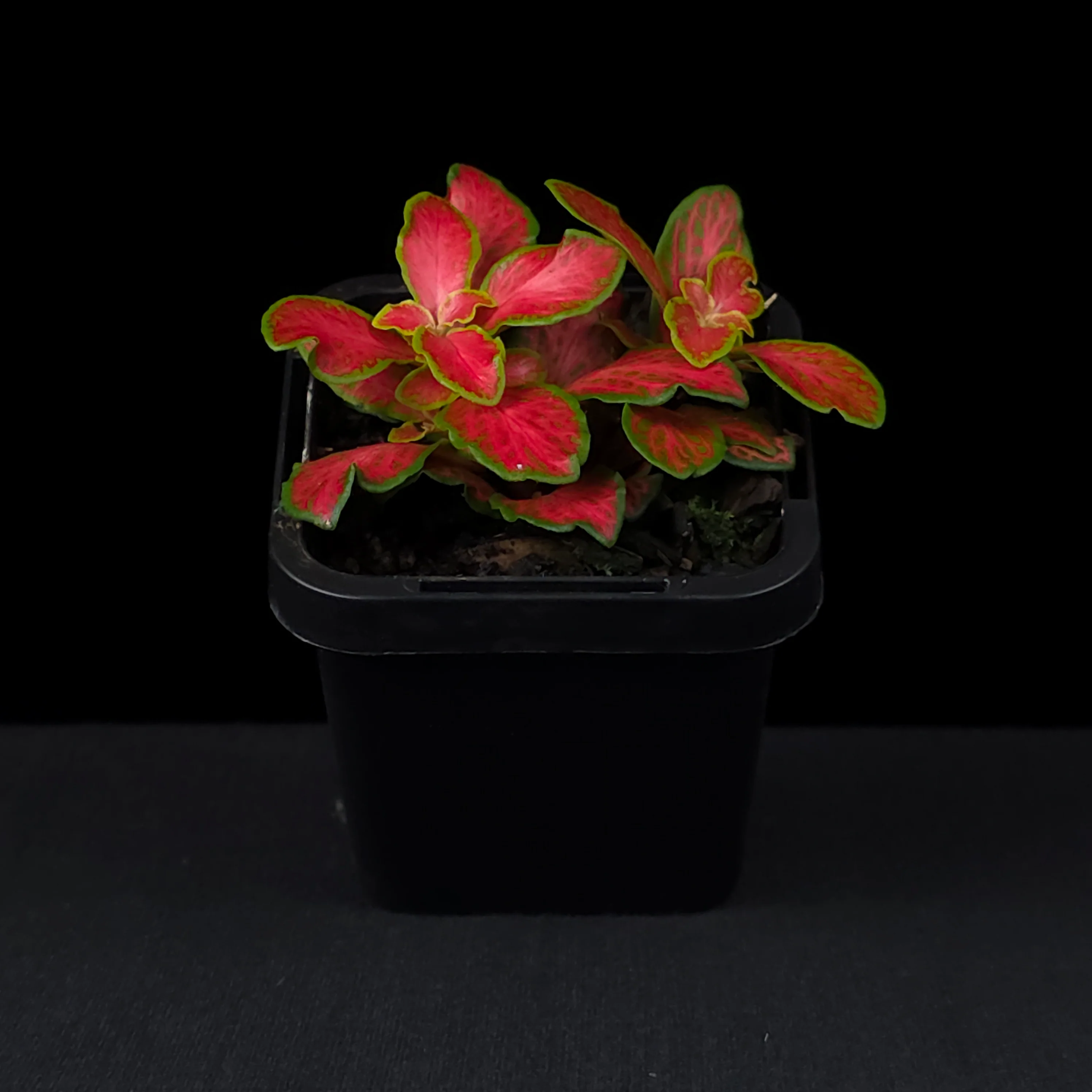 Fittonia 'Paradisian Inferno' - Image 3