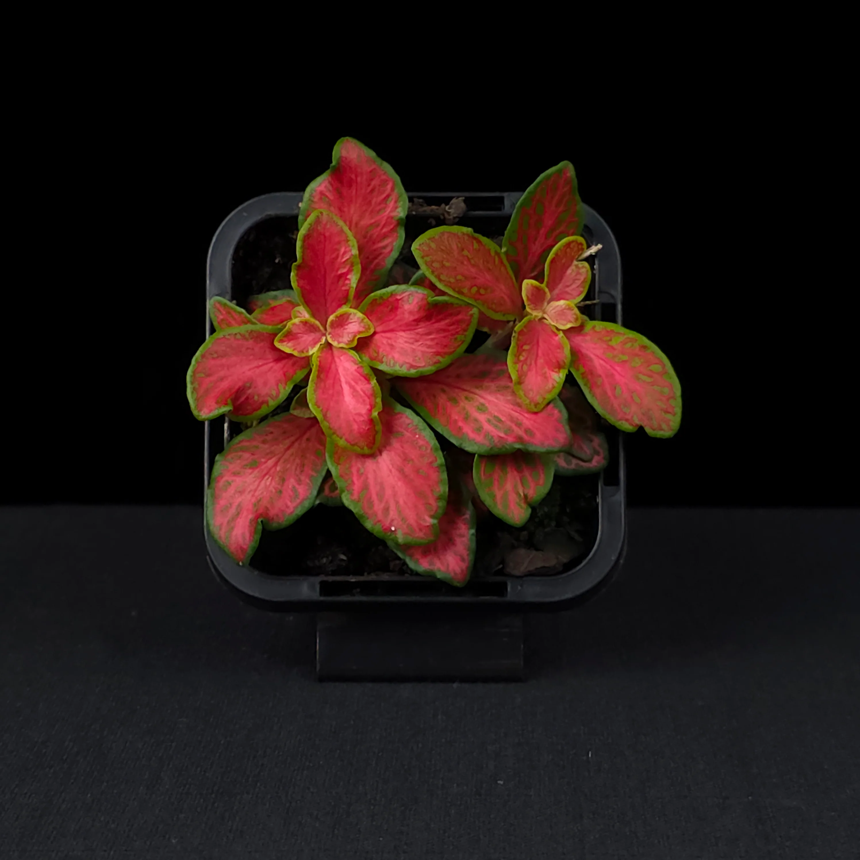 Fittonia 'Paradisian Inferno' - Image 4